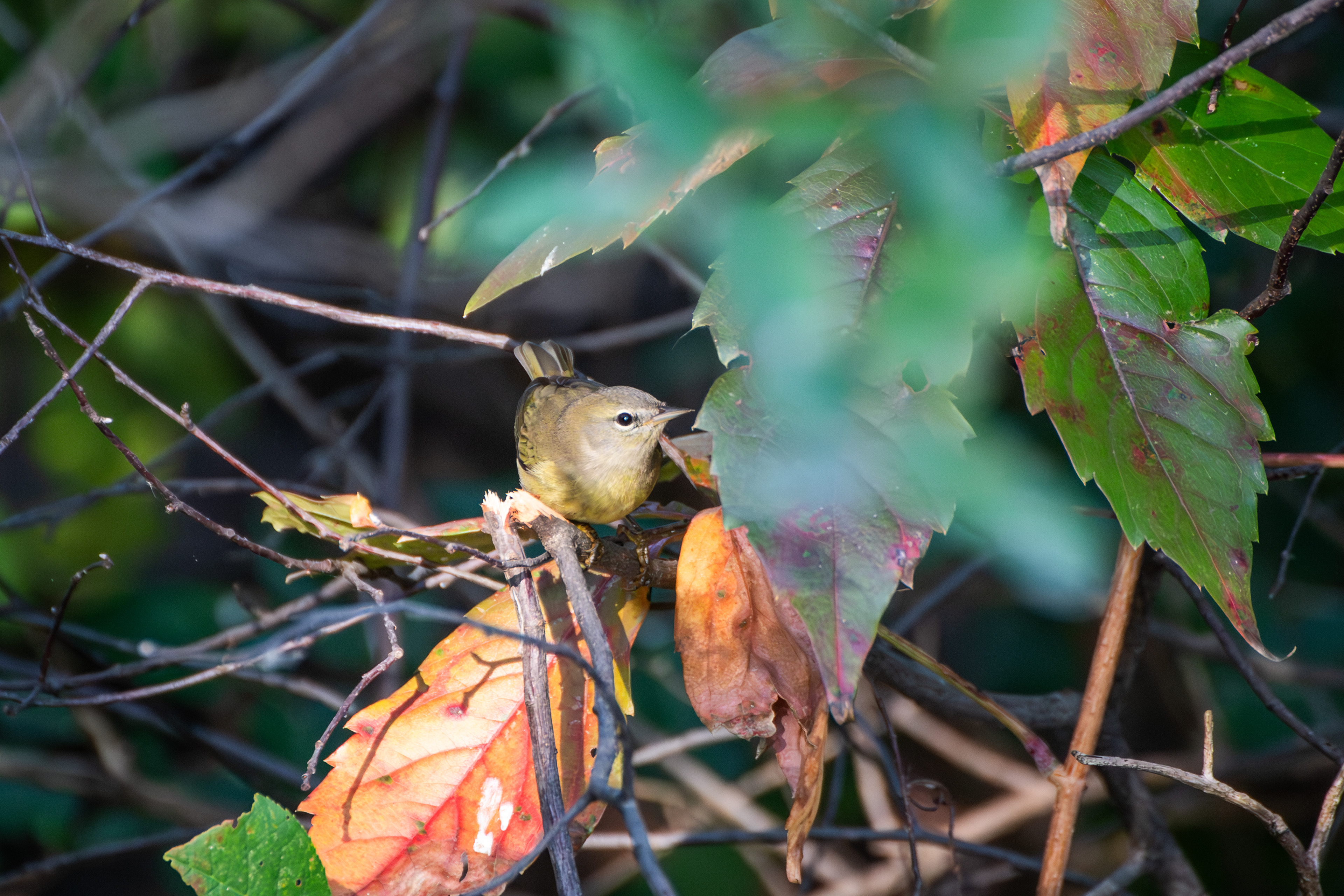 Orange Crowned Warbler