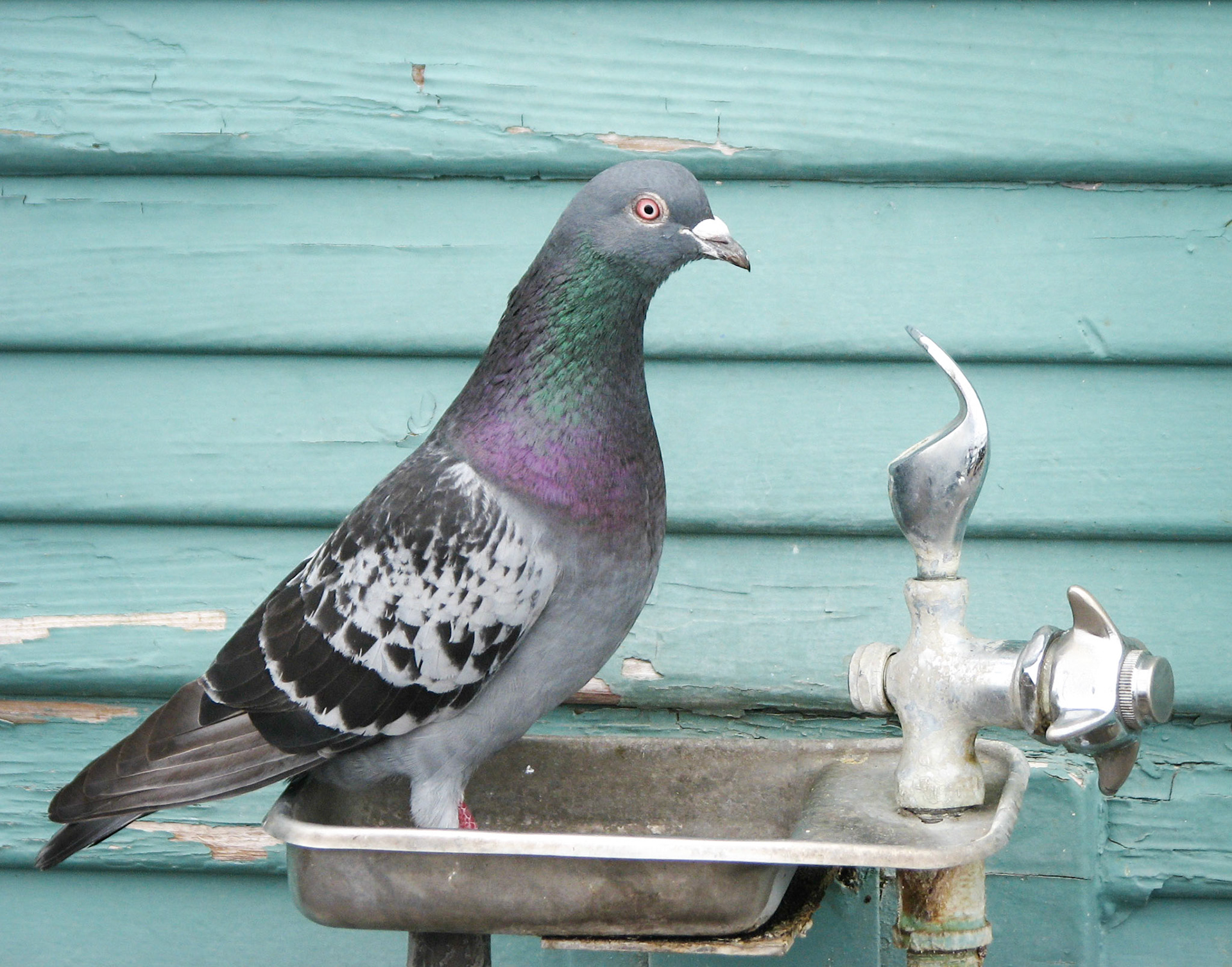 Pigeon Fountain