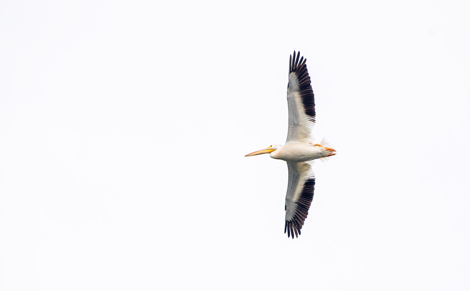 American Pelican