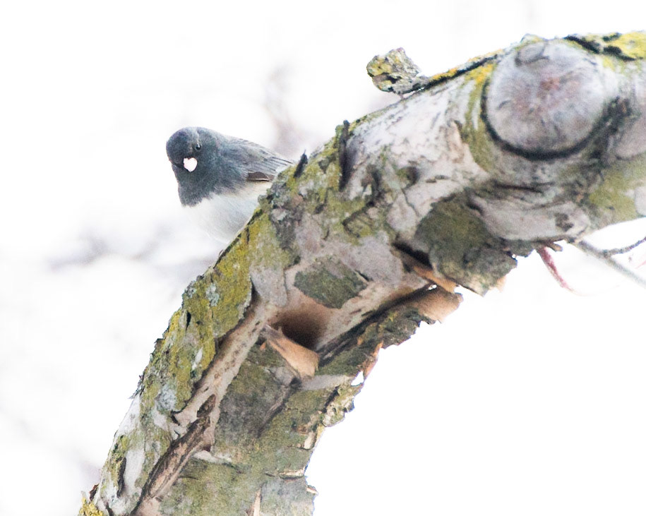 Dark-eyed Junco