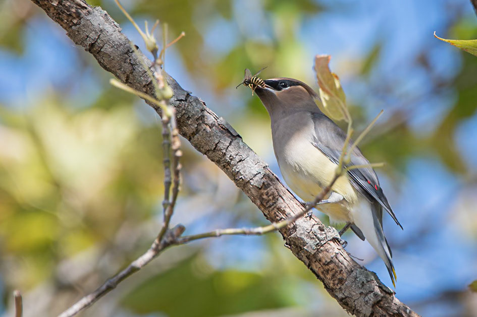 Cedar Waxwing