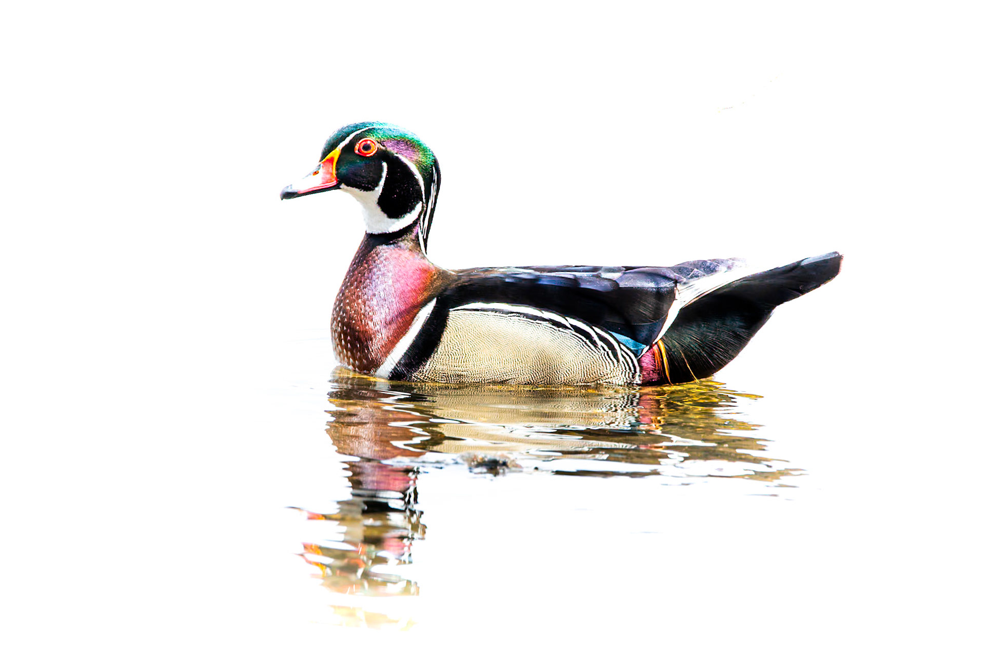 Wood Duck