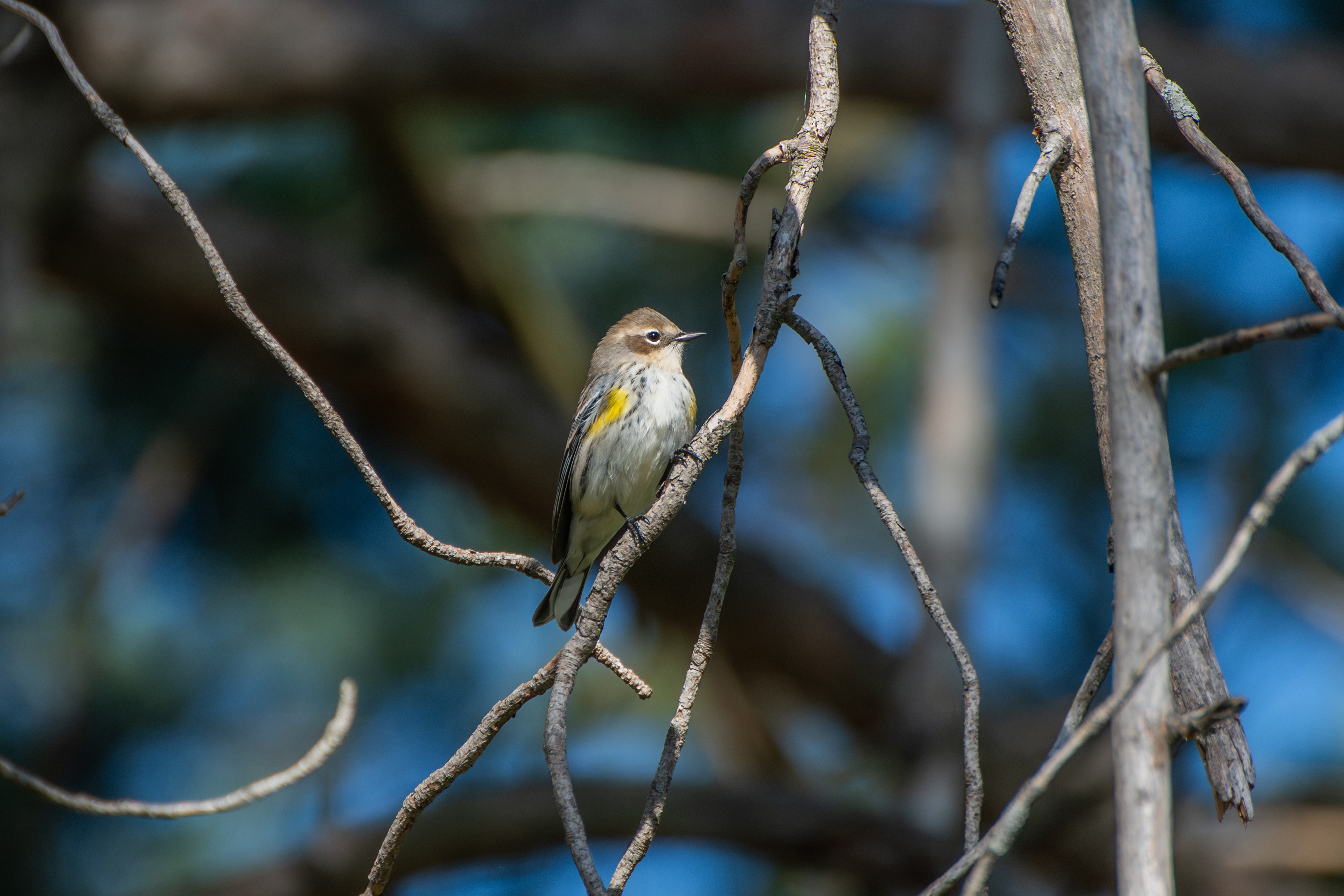 Yellow Rumped Warbler