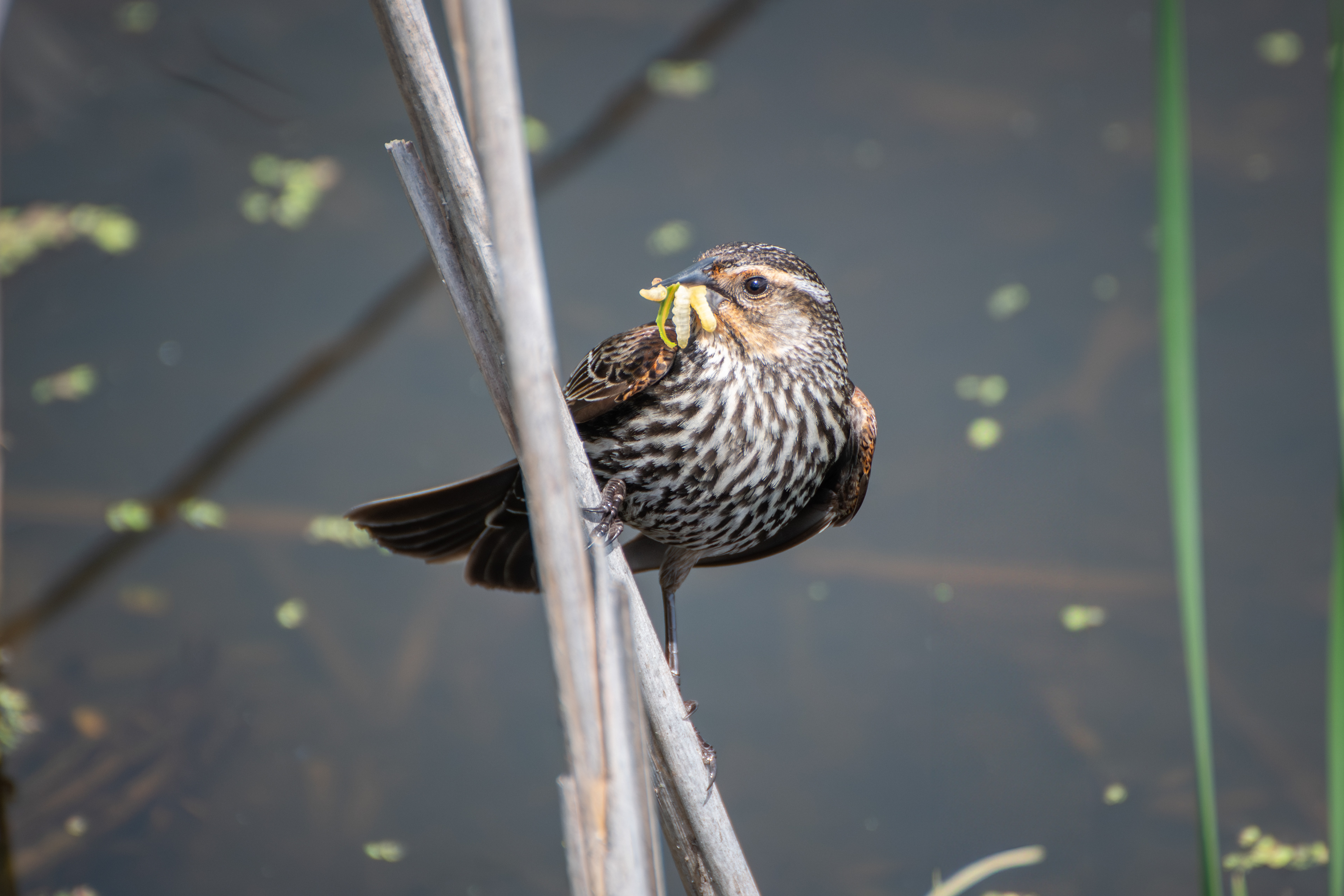 Red Winged Blackbird