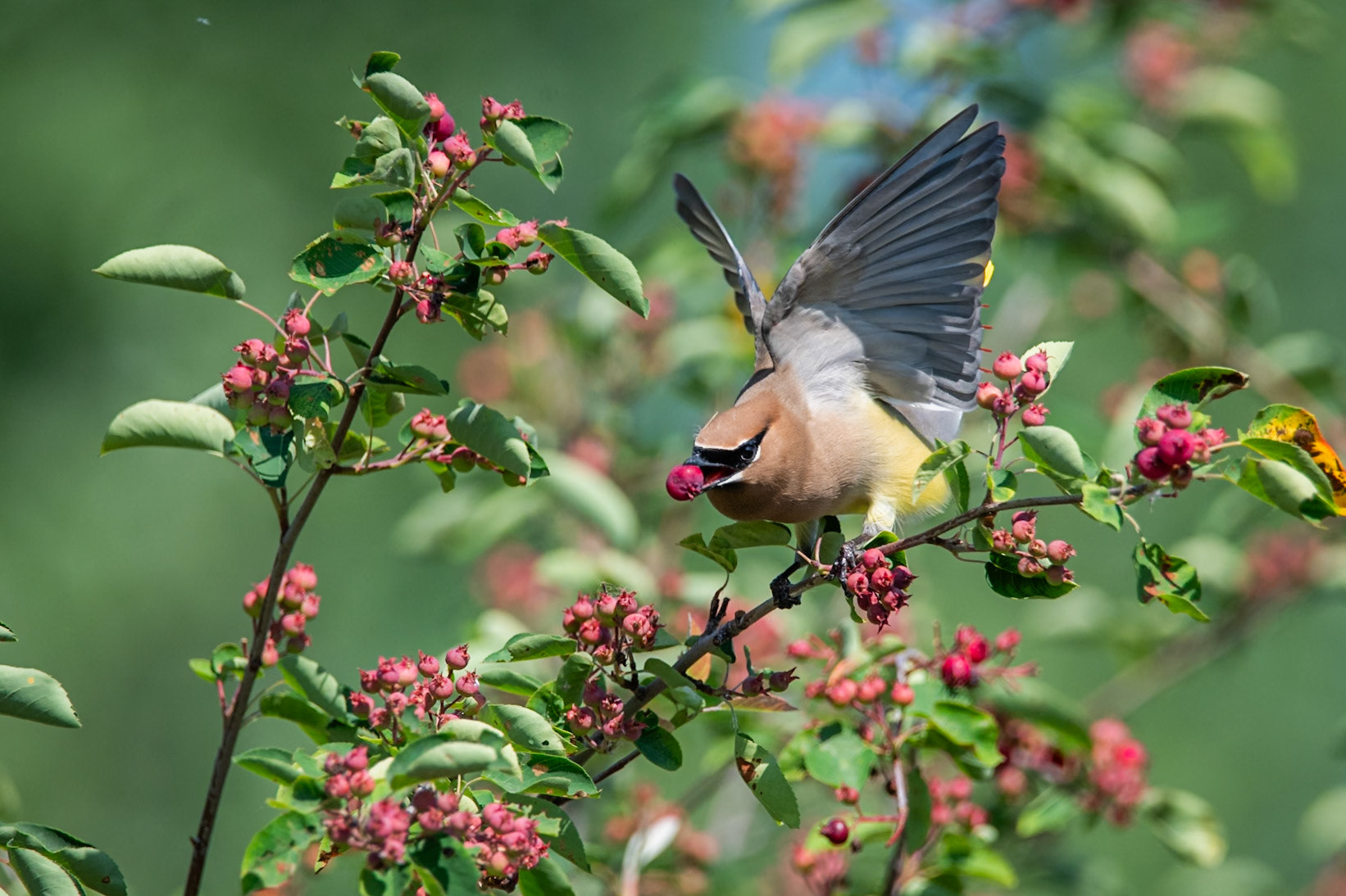 Cedar Waxwing