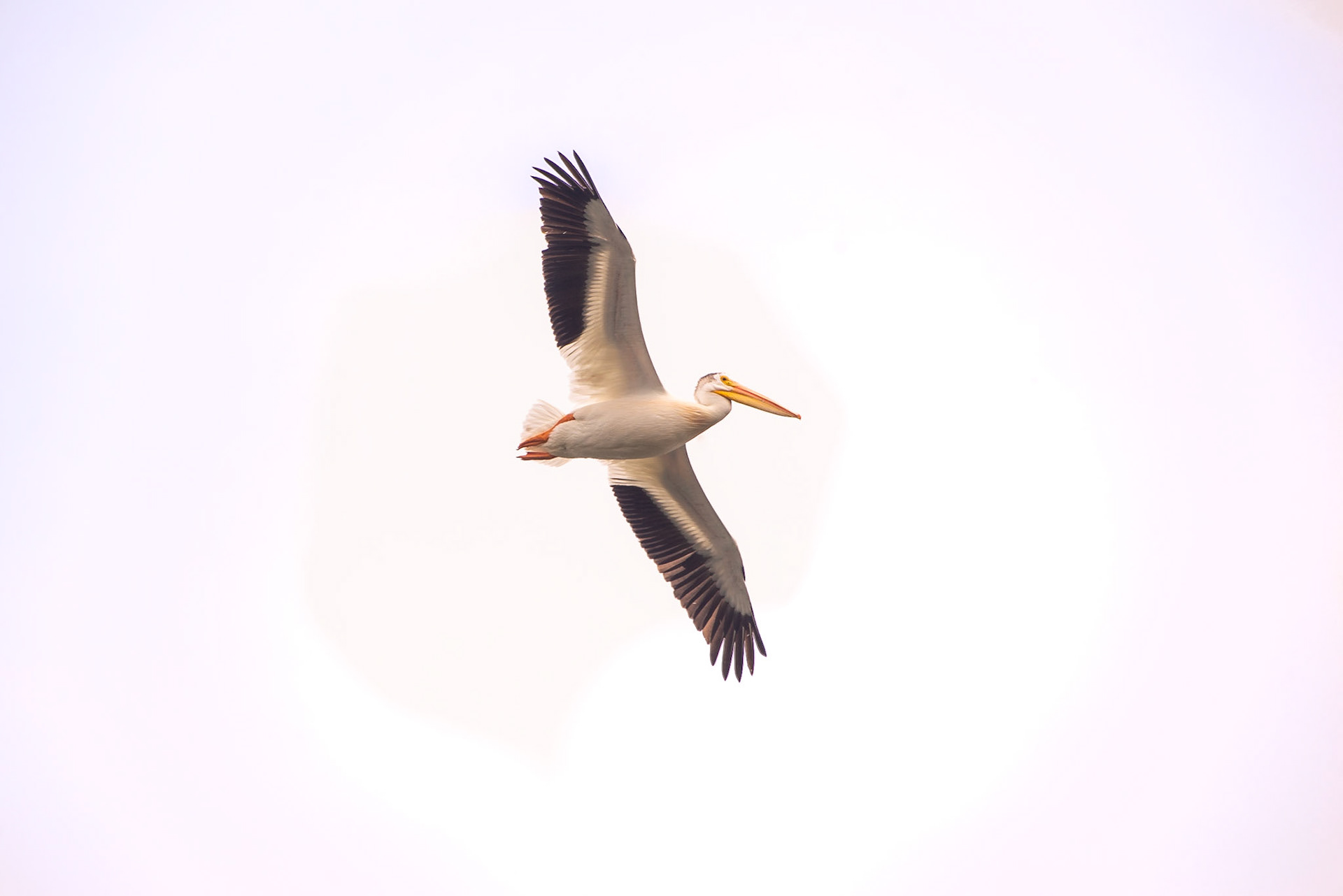 American Pelican