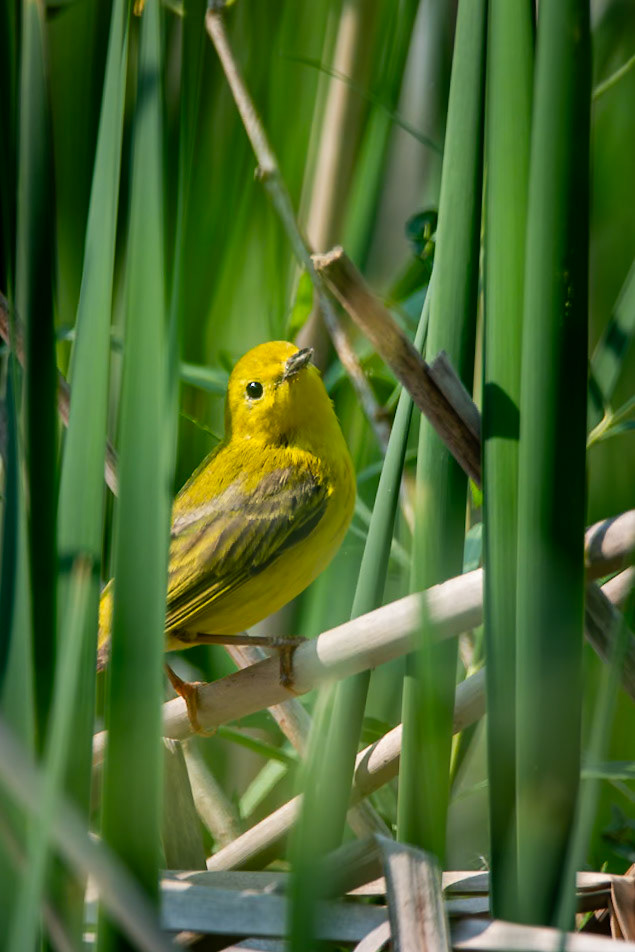 Yellow Warbler