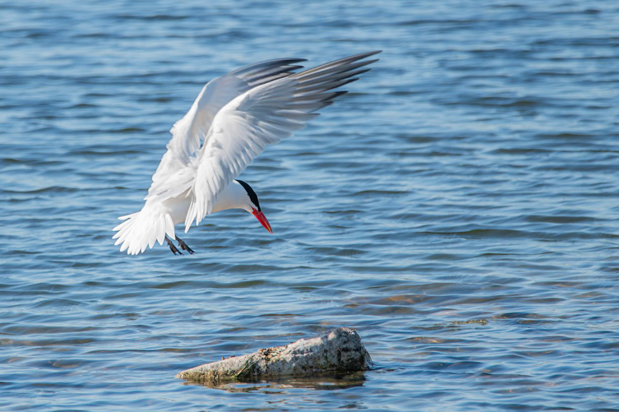 Caspian Tern