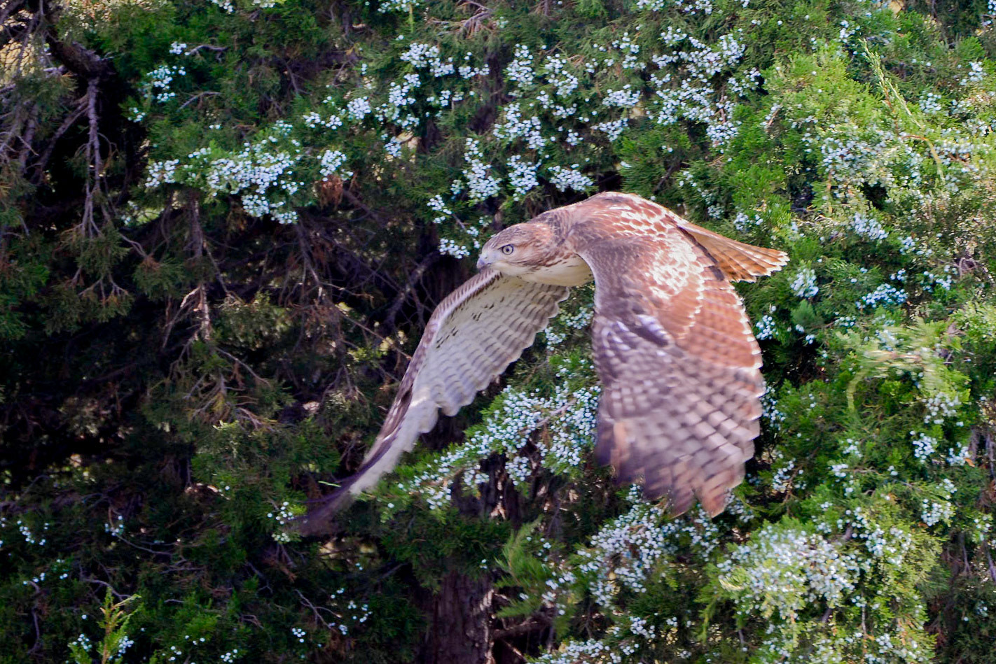 Hawk