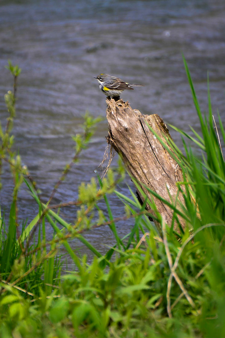Yellow Rumped Warbler
