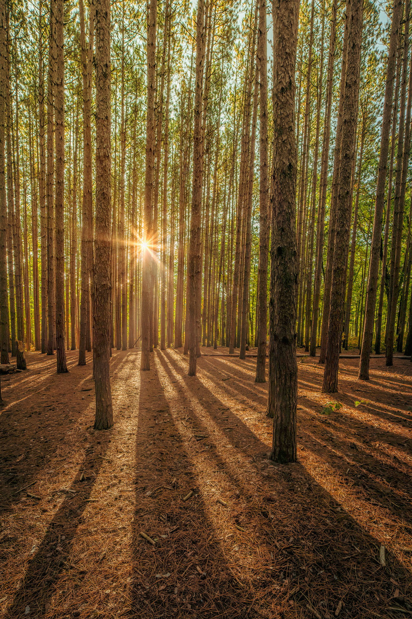 Oak Openings, Ohio