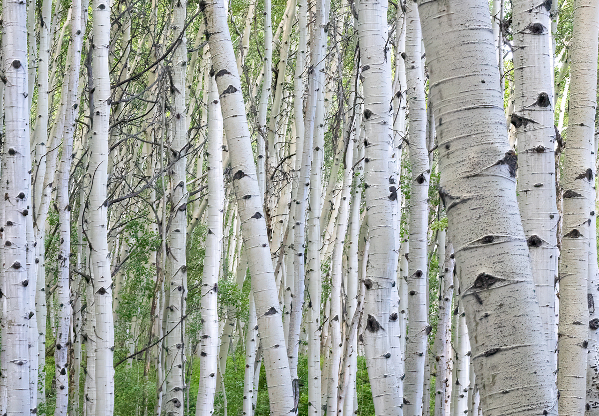 Aspens, Crested Butte
