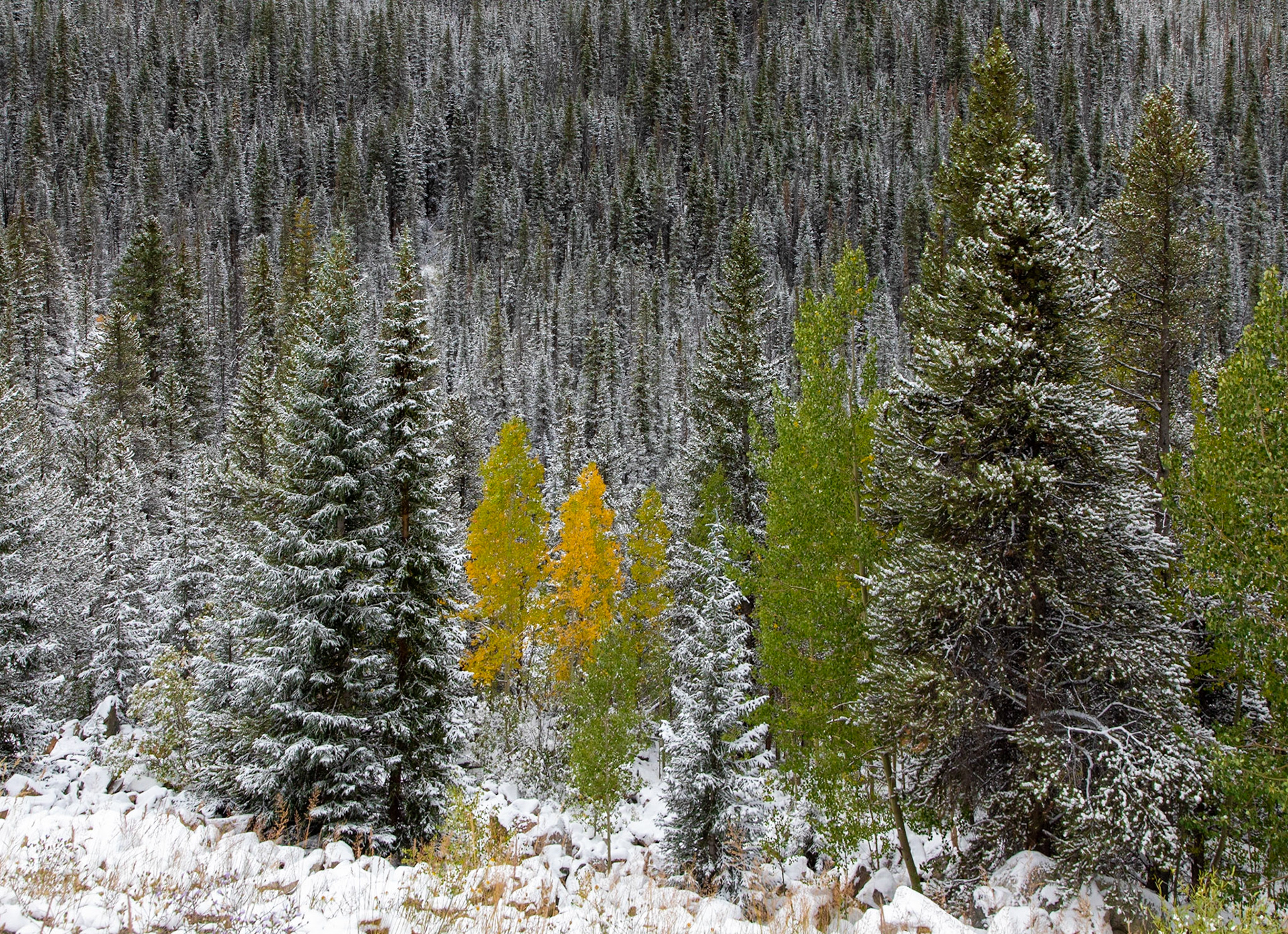 Snowy Pines, Loveland Pass