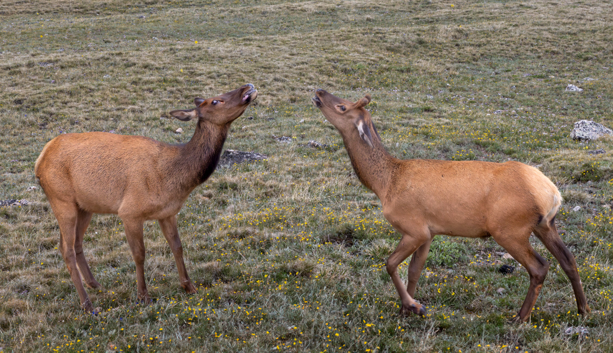 Rocky Mountain National Park