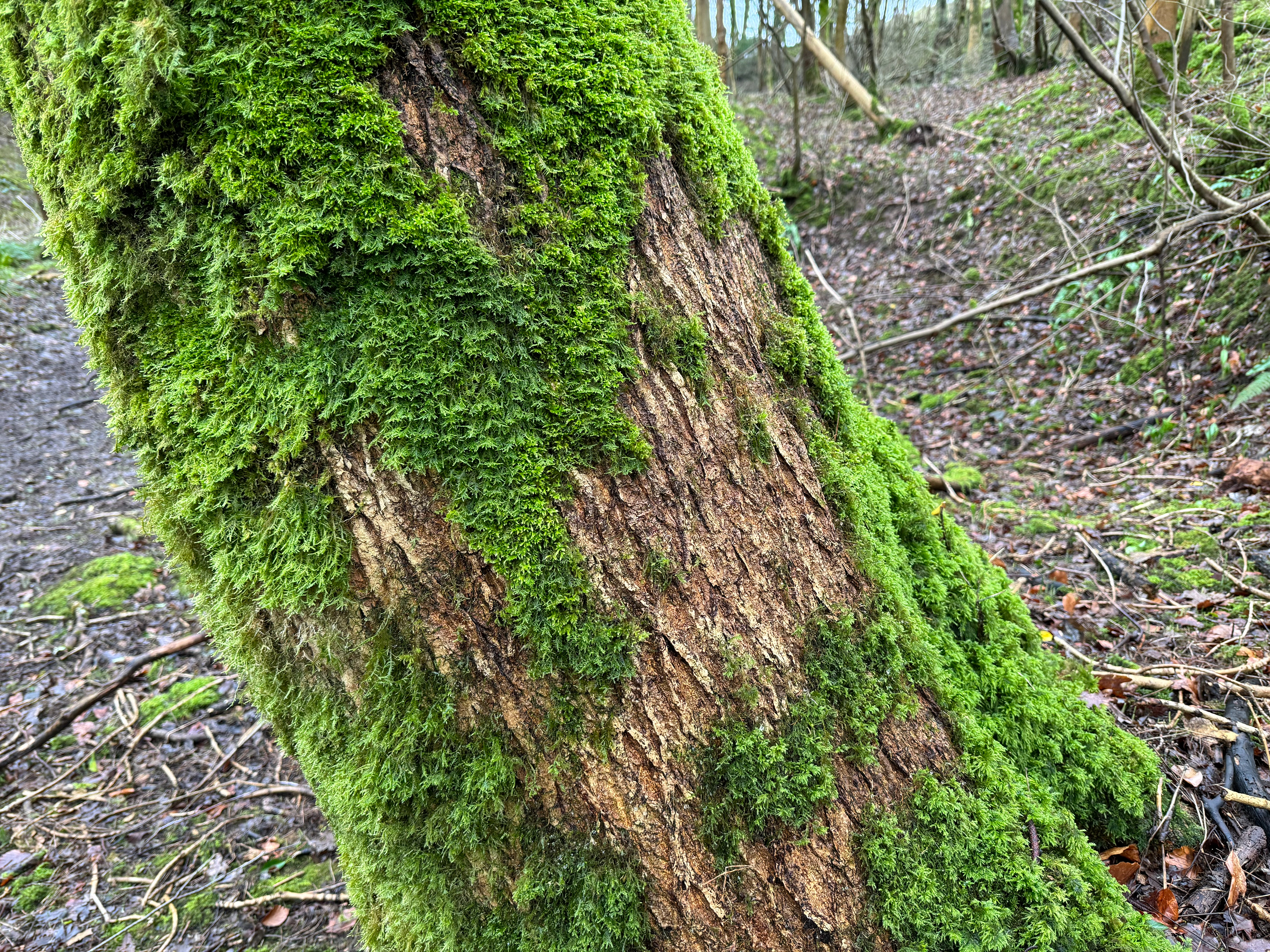 Tree bark that I didn't take but looked perfect.