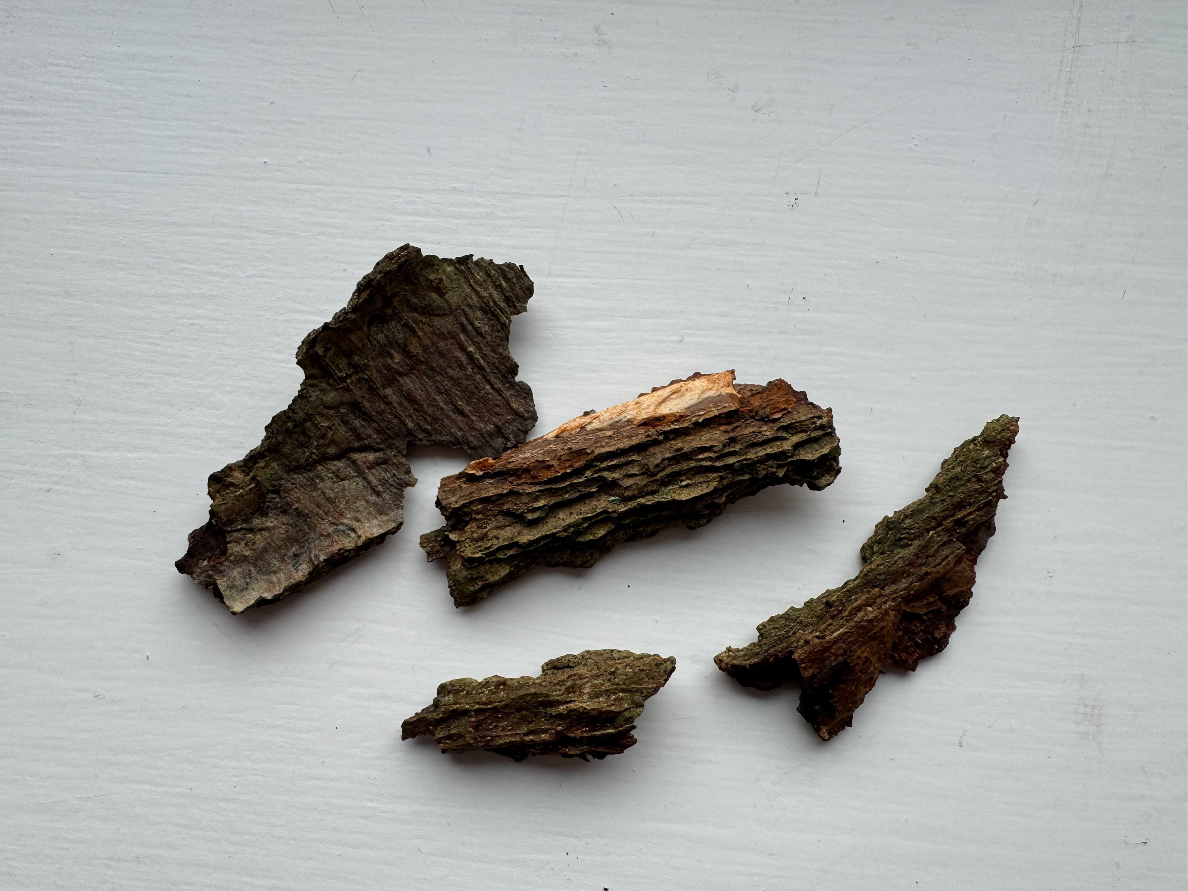 Tree bark I took