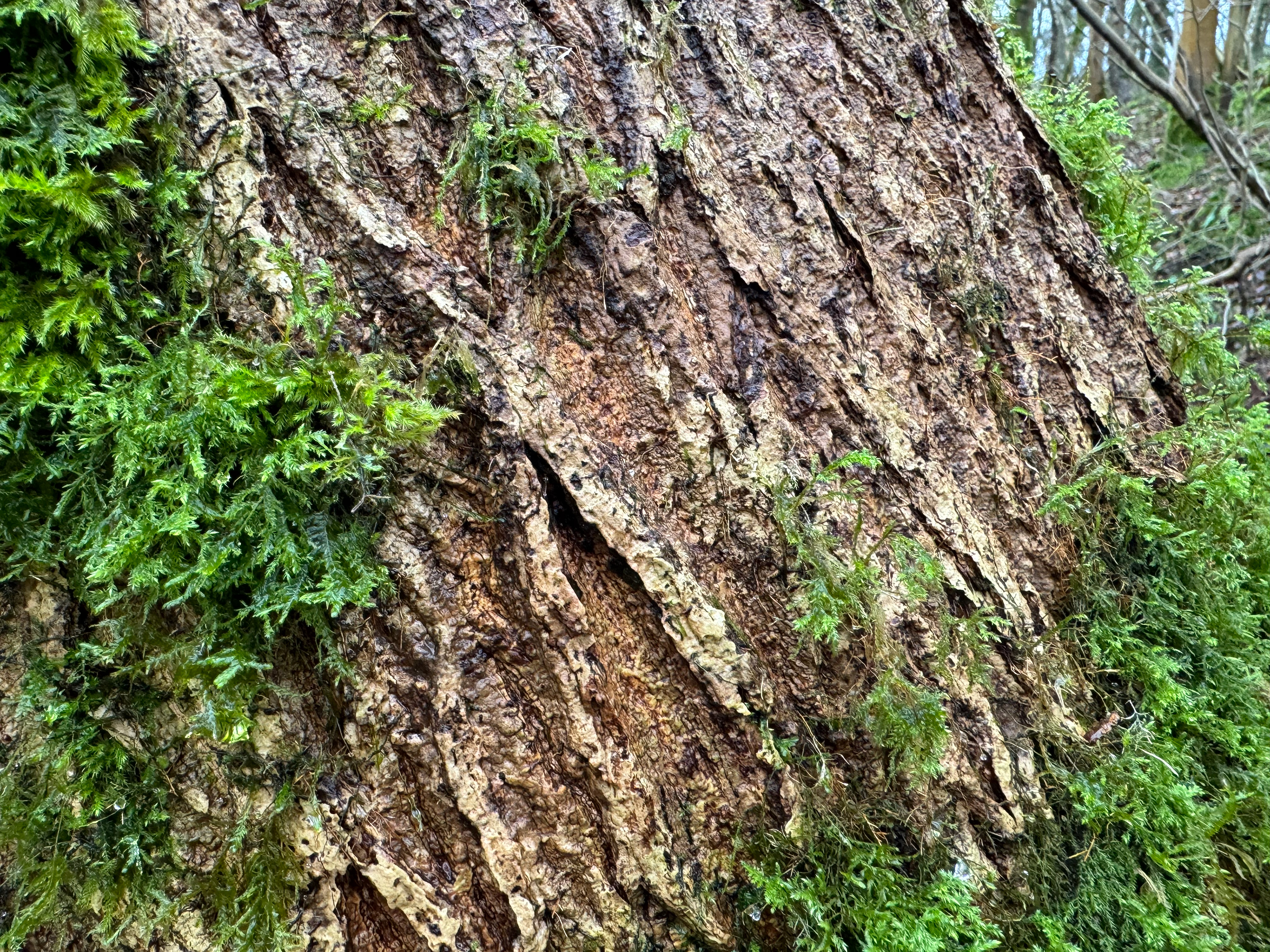 Close up of perfect tree bark