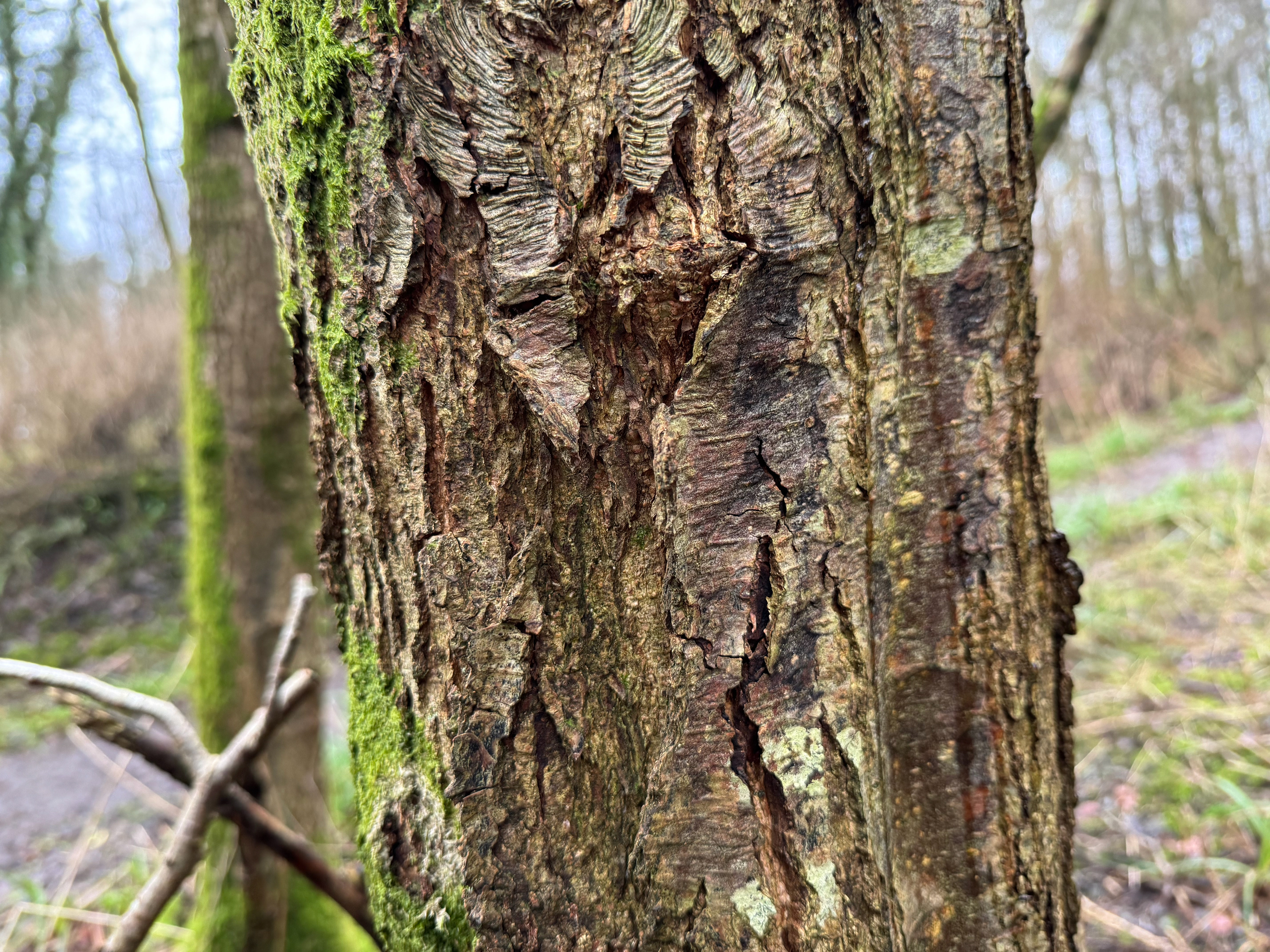Tree I took bark from