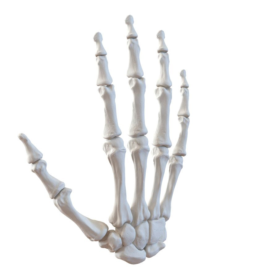 https://free3d.com/3d-model/human-hand-bones-5869.html