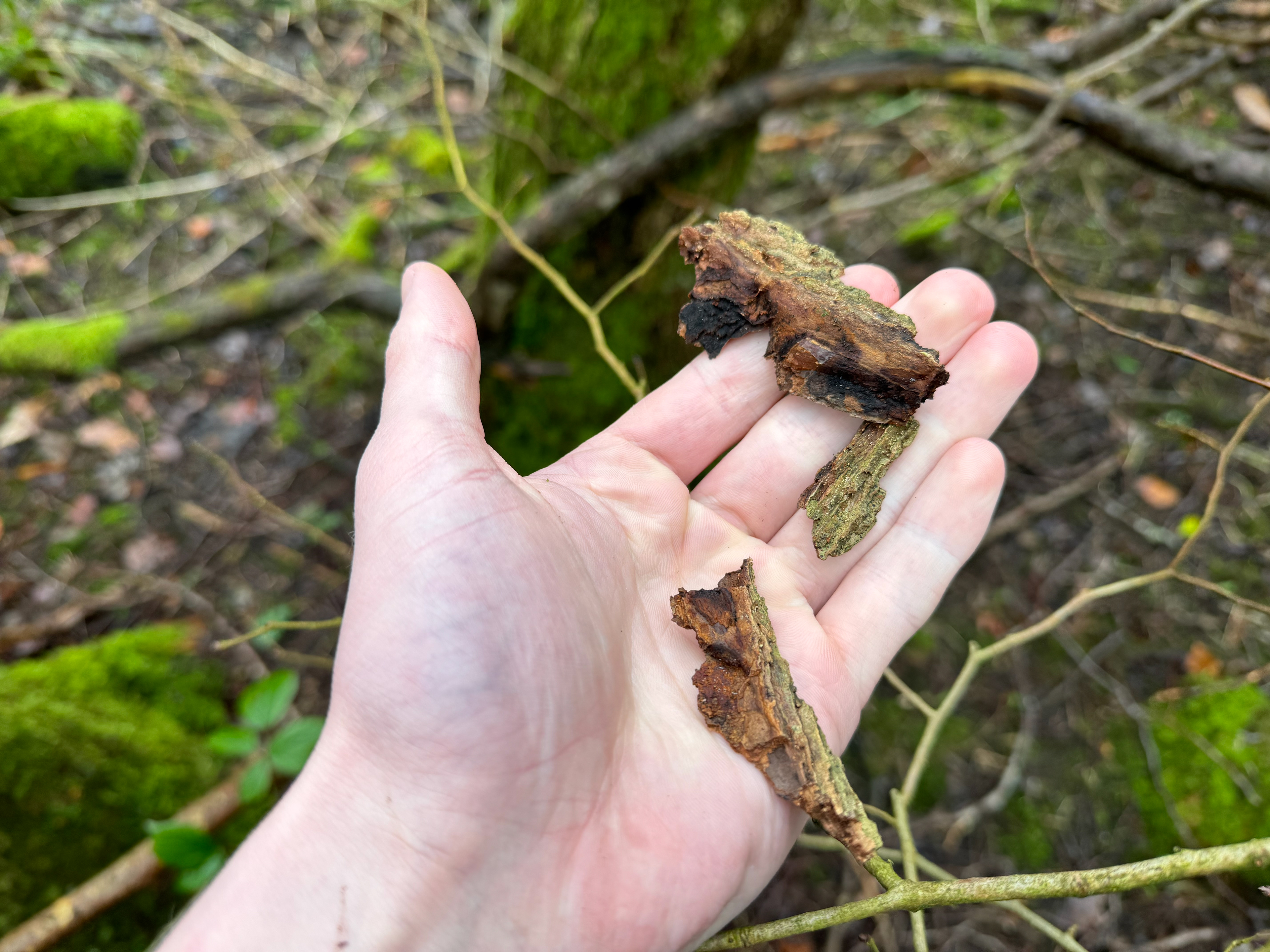 Tree bark I took