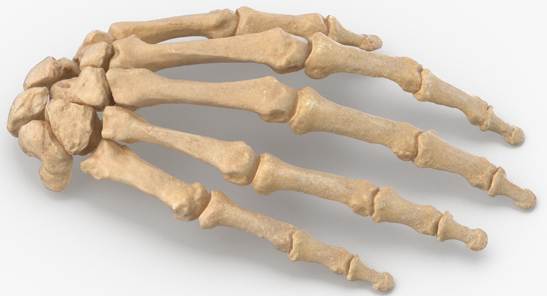 https://www.turbosquid.com/ko/3d-models/3d-human-hand-bones-anatomy-1581641