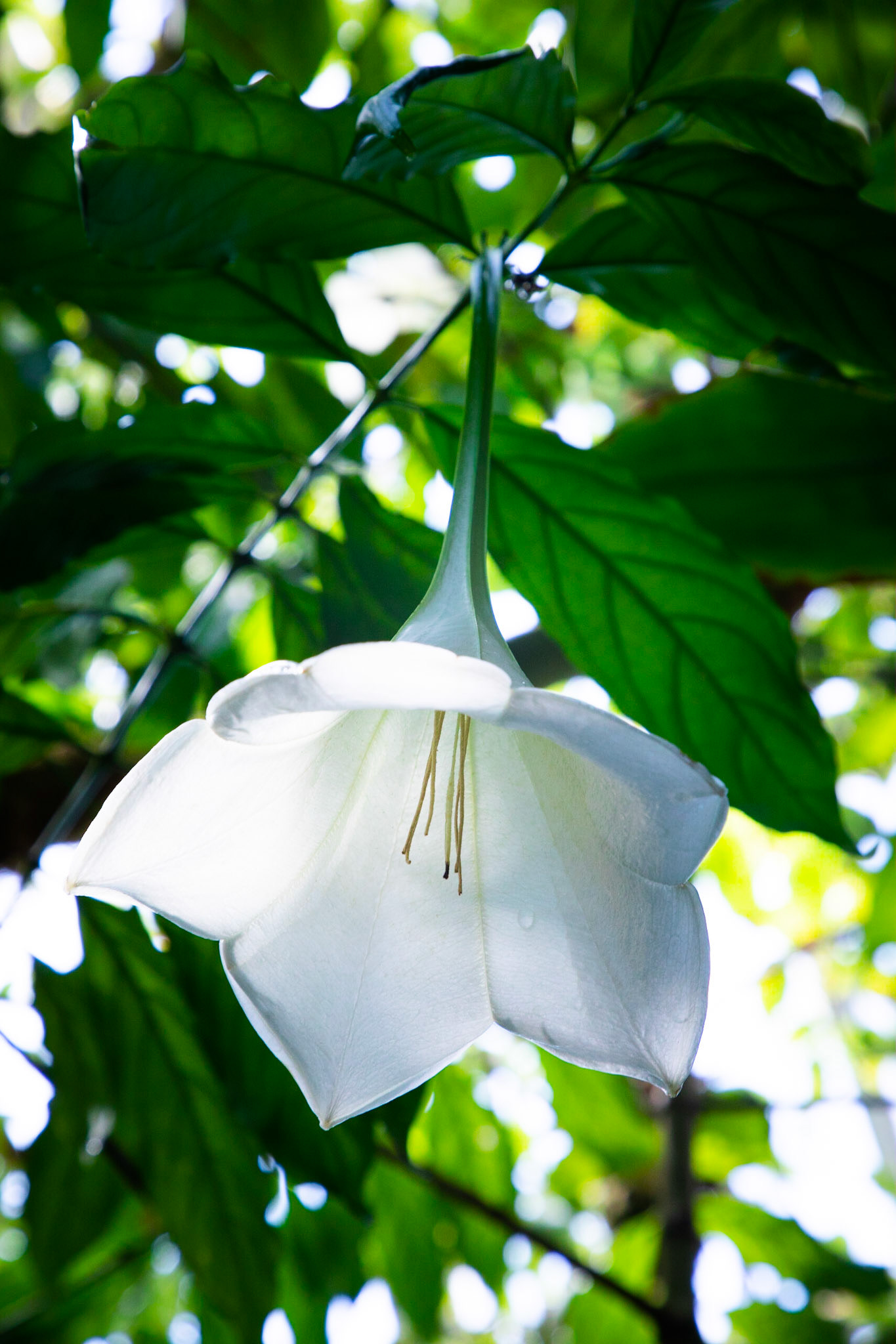 Bell Flower