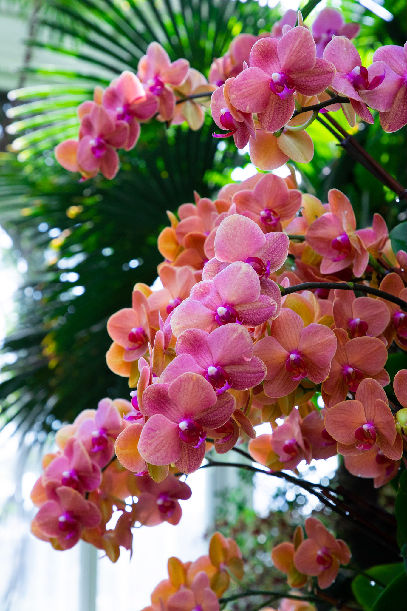 Orange Orchid