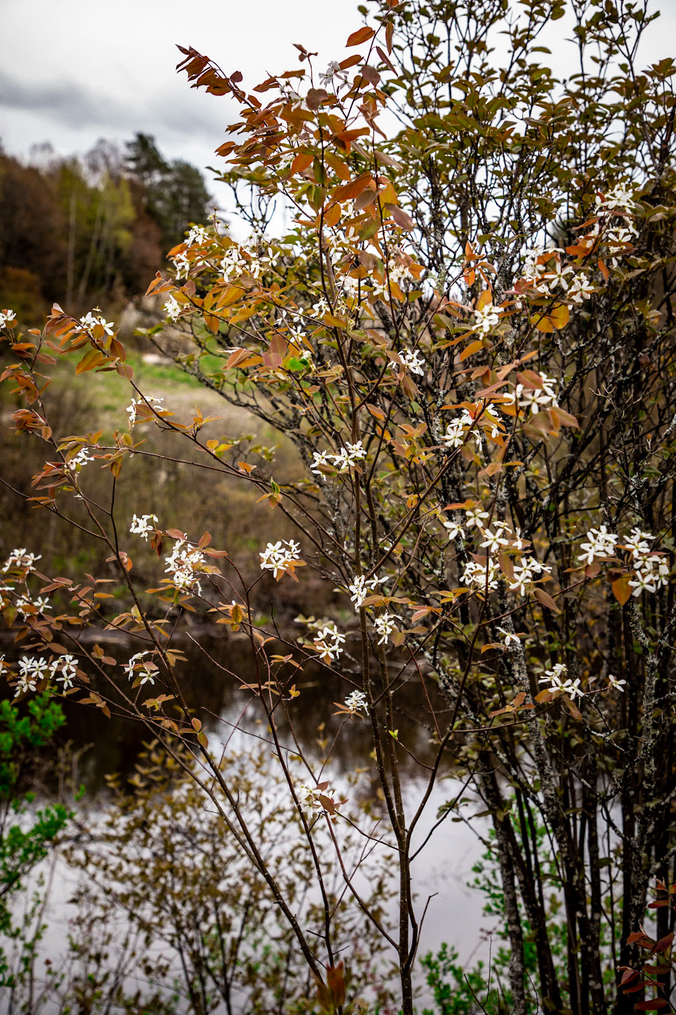 Adirondack Spring