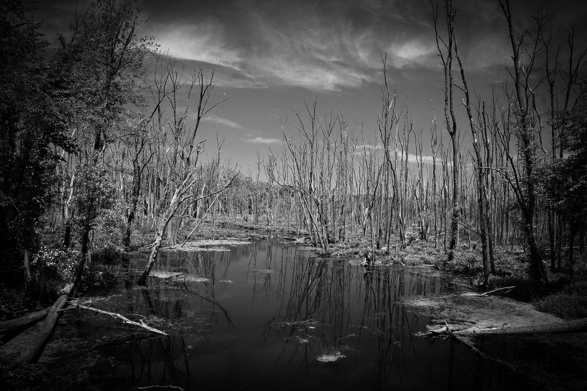 The Great Swamp