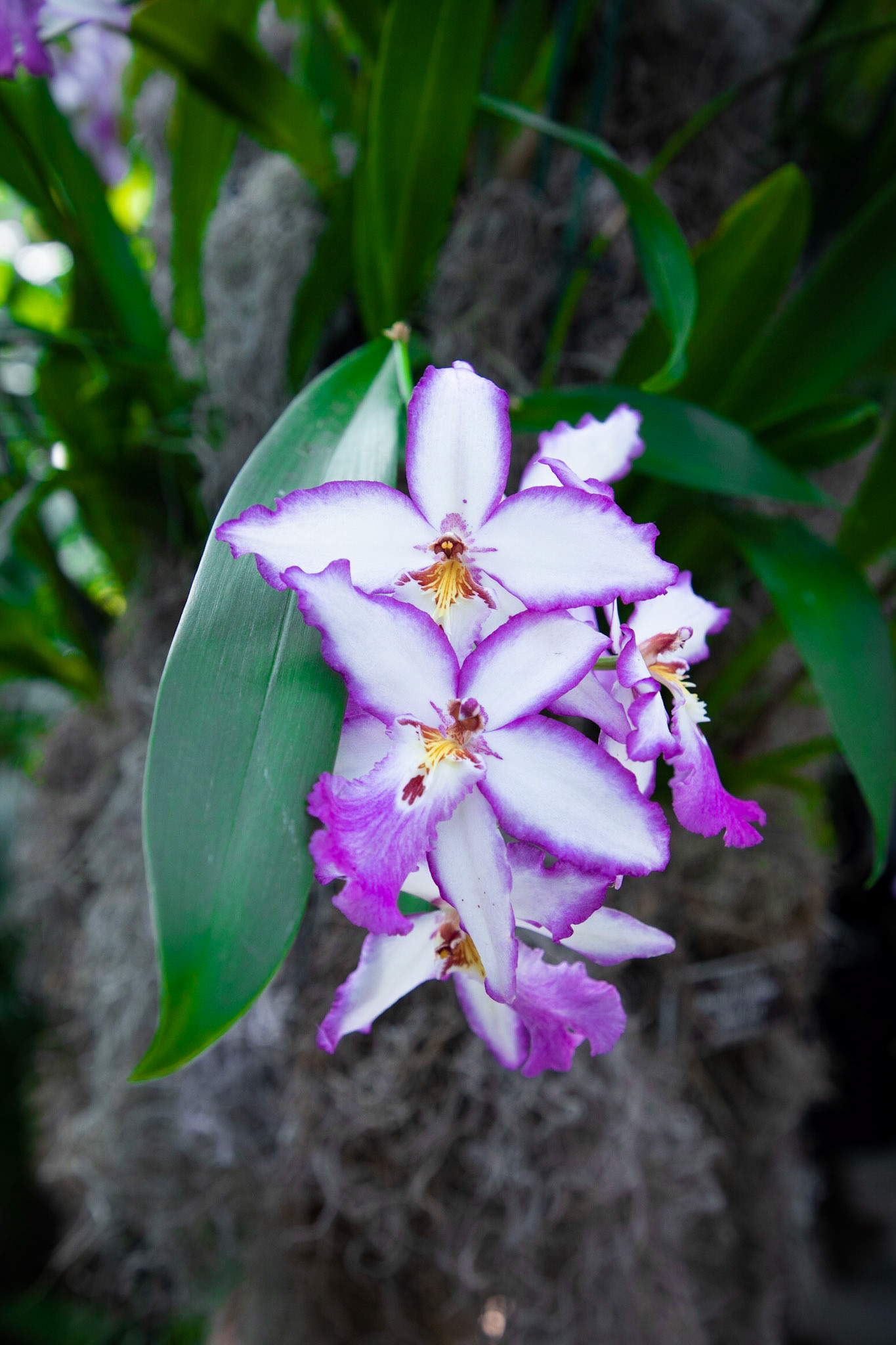 White and Purple Orchid