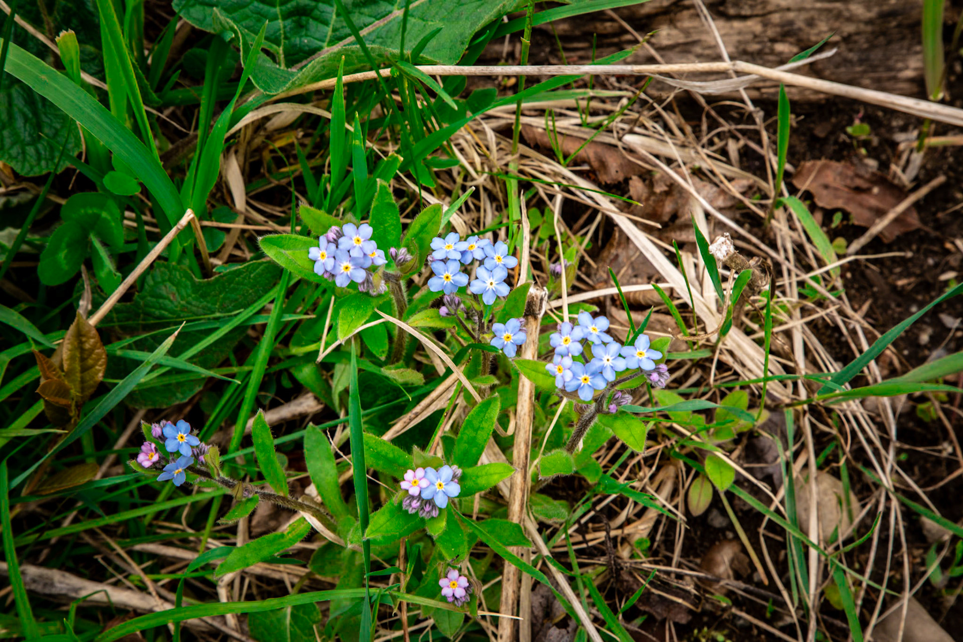 Adirondack Spring