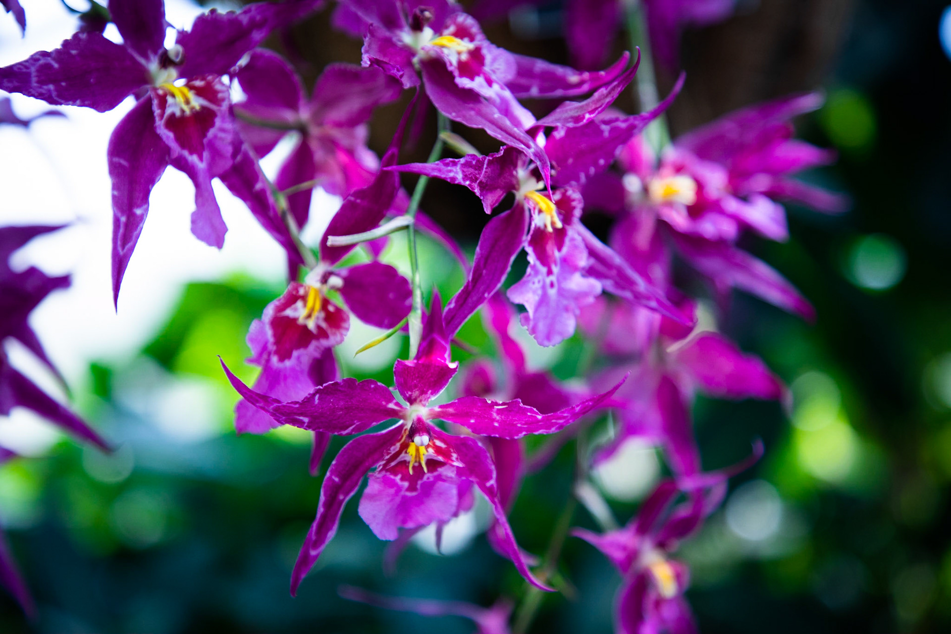 Fuschia Orchid