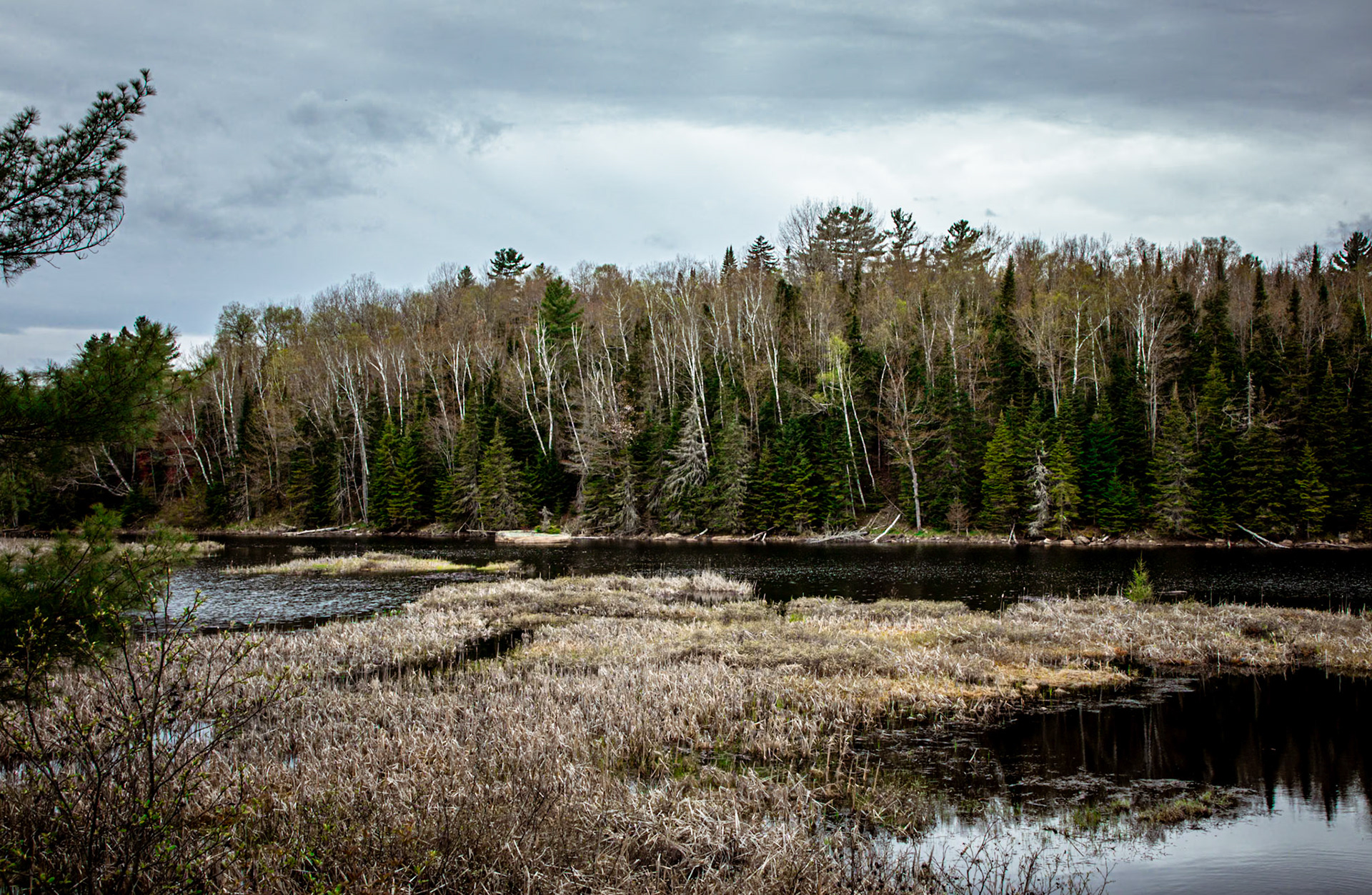 Adirondack Bog