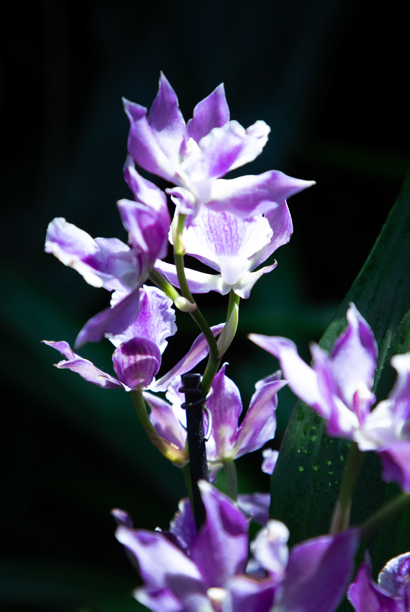 Purple Orchid