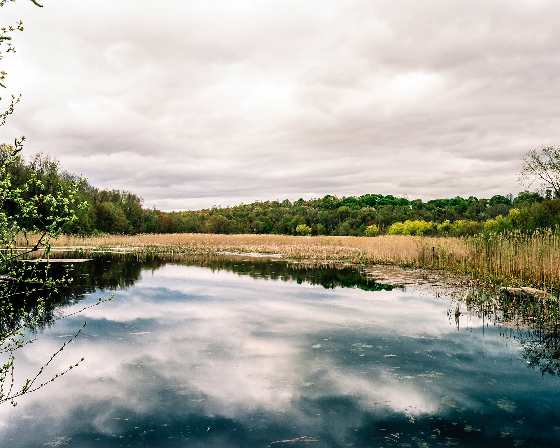 The Bog during the Spring