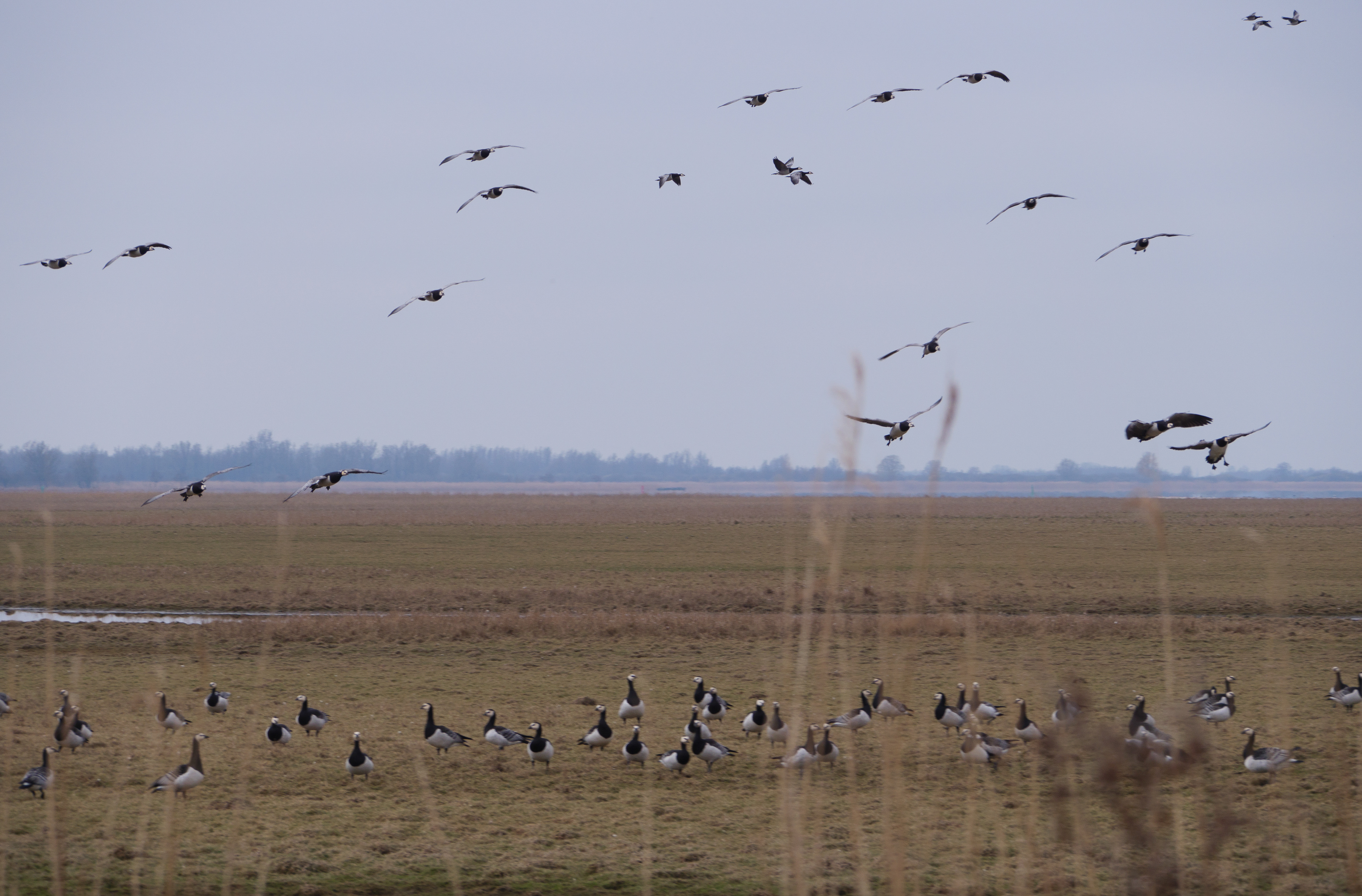 Lauwersmeer