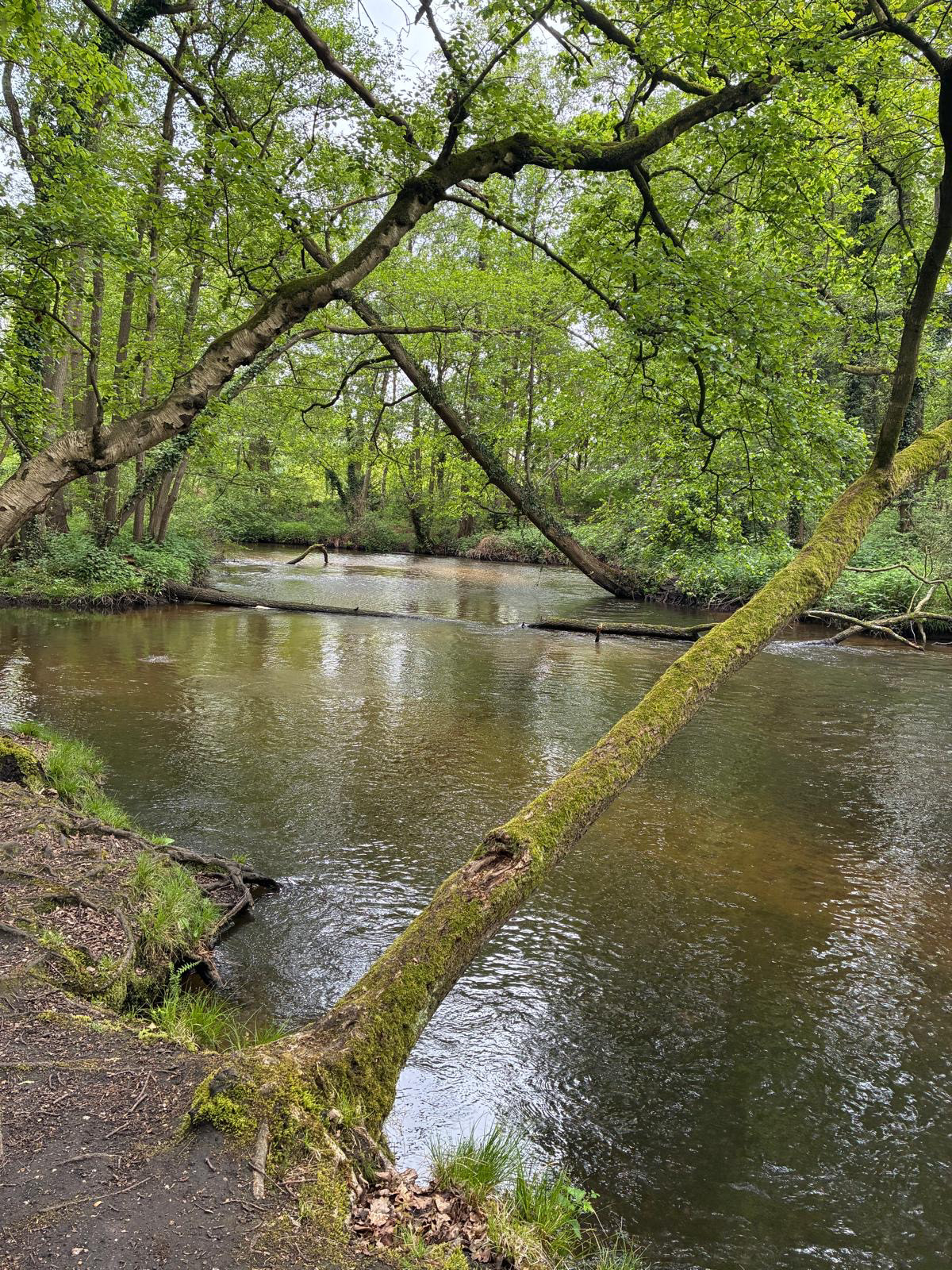 stroomdal Swalm