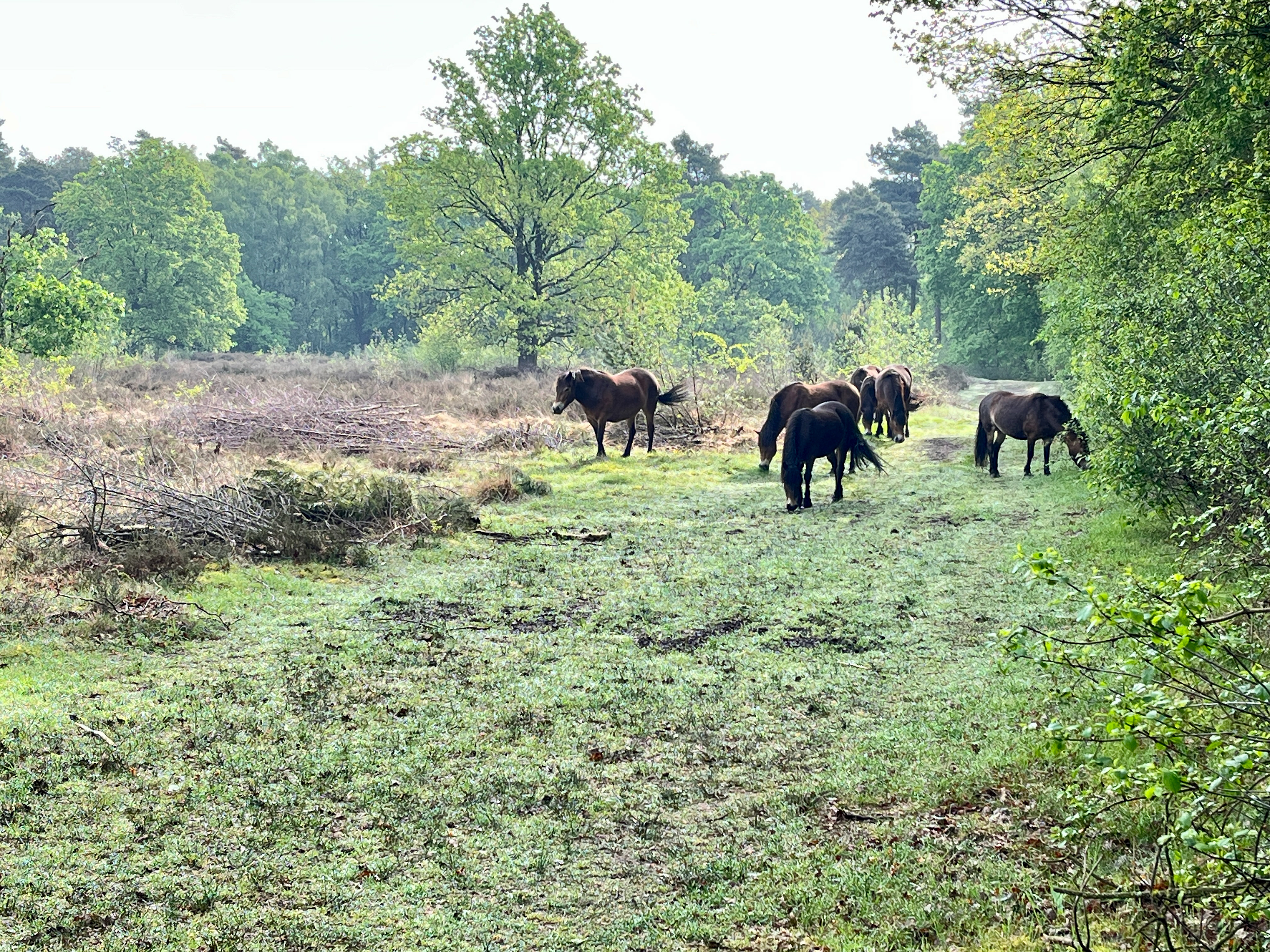 wilde paarden