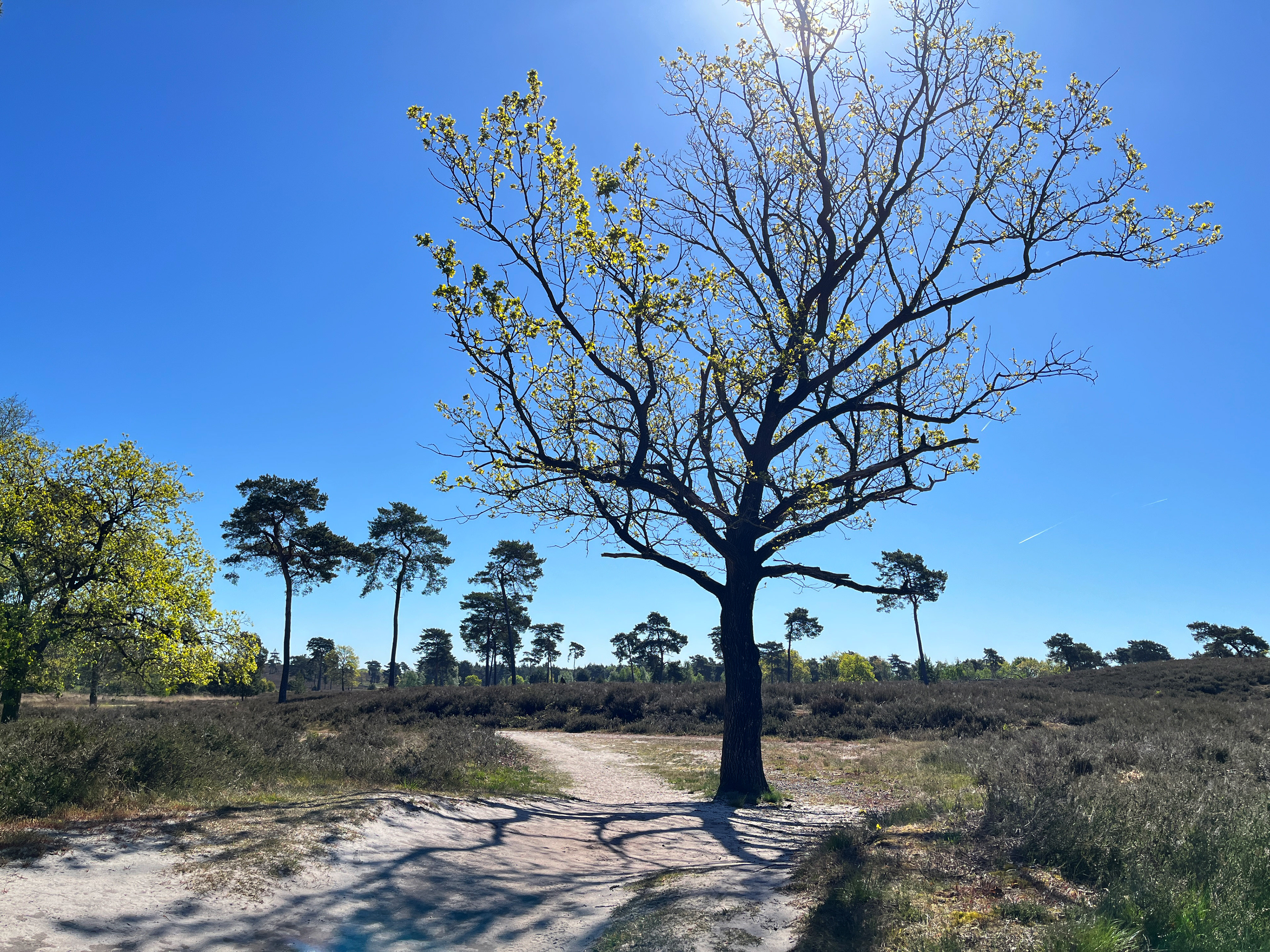 fris groen in tegenlicht