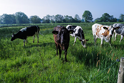 Net buiten Hardenberg