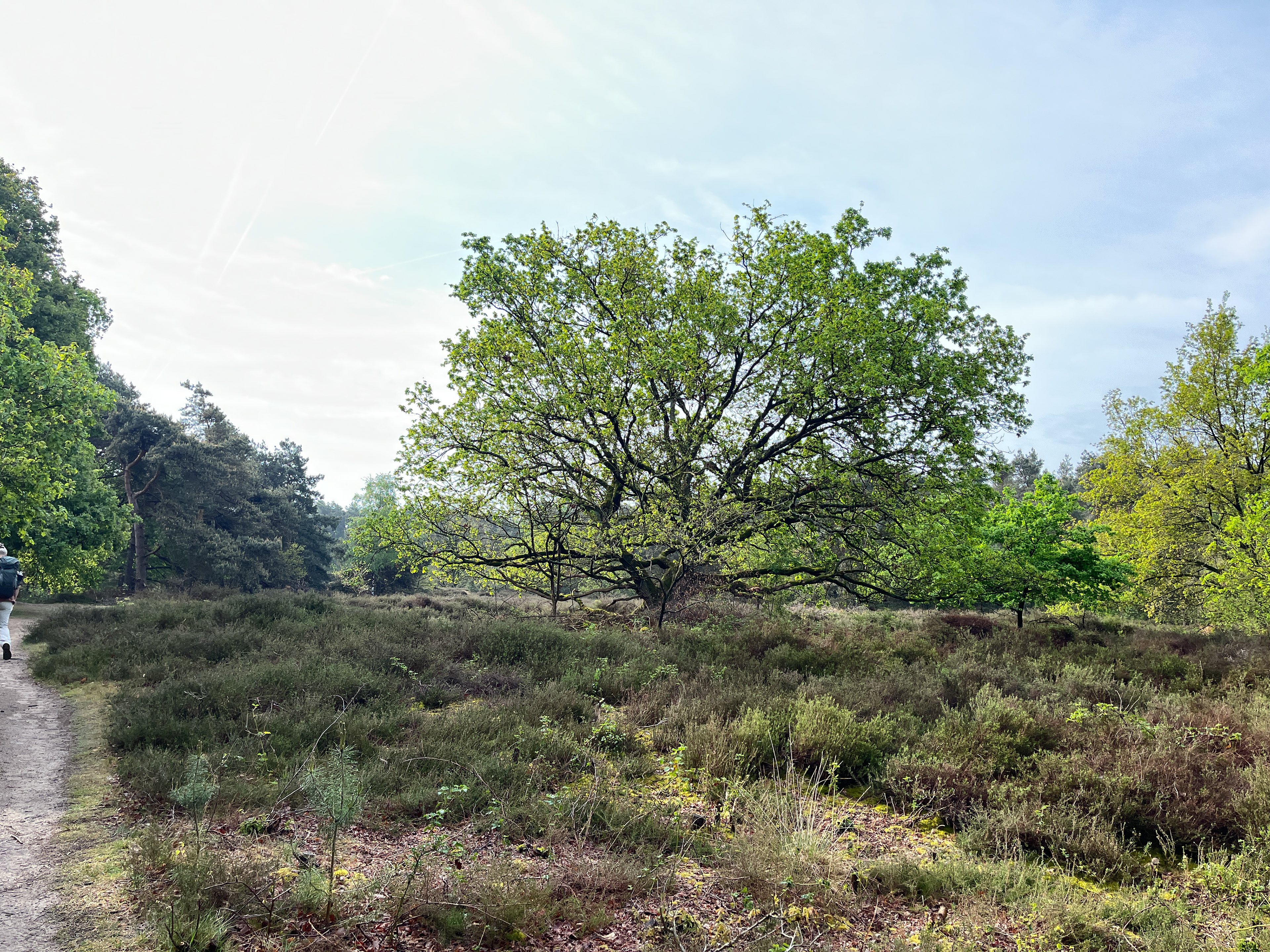 heide en fraaie bomen
