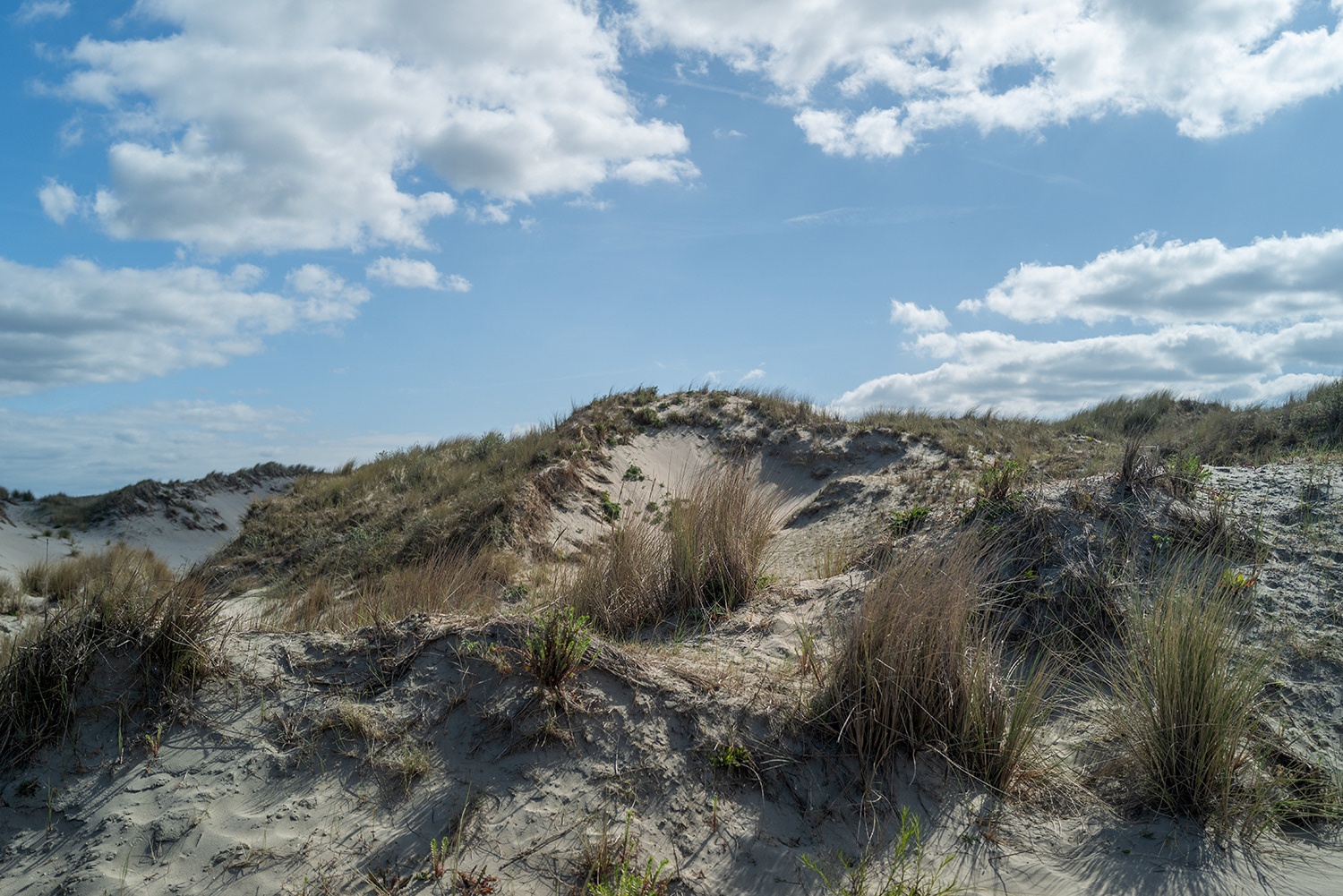Zandduinen groot..