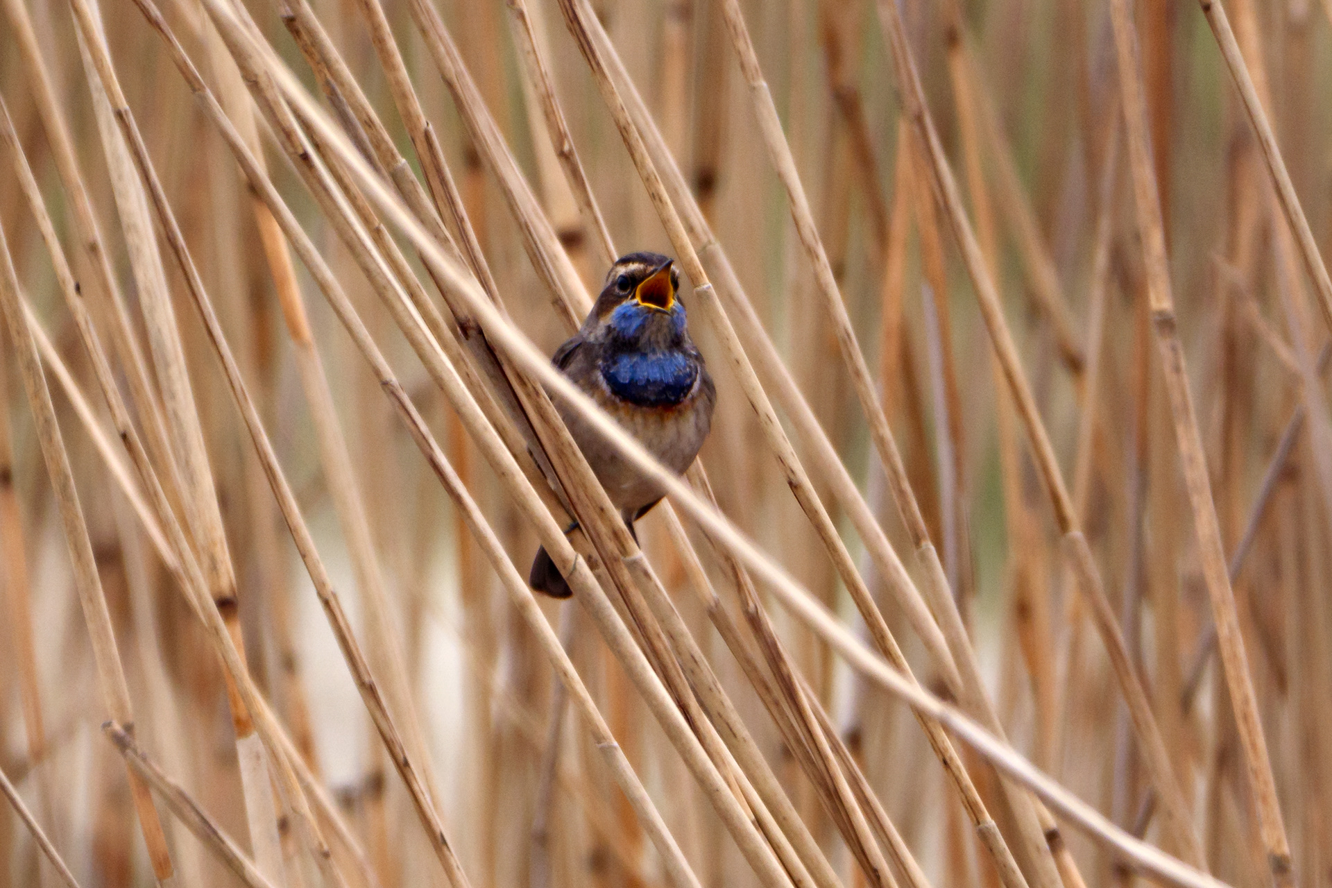 Blauwborst