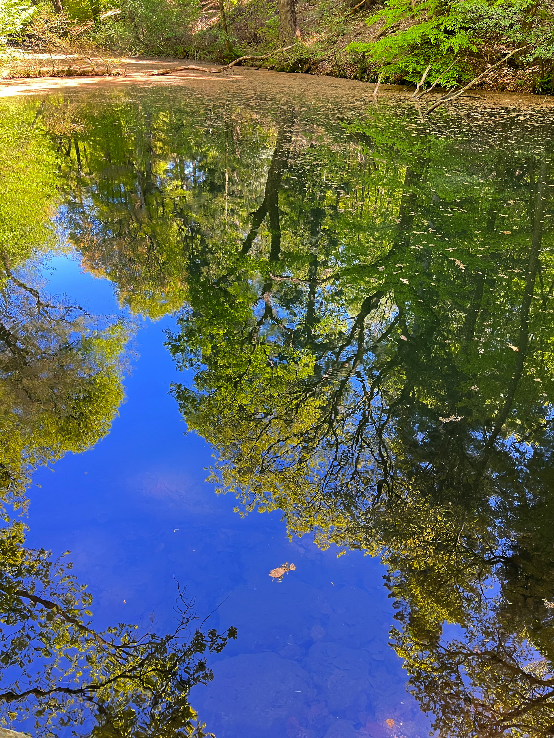 bosvijver