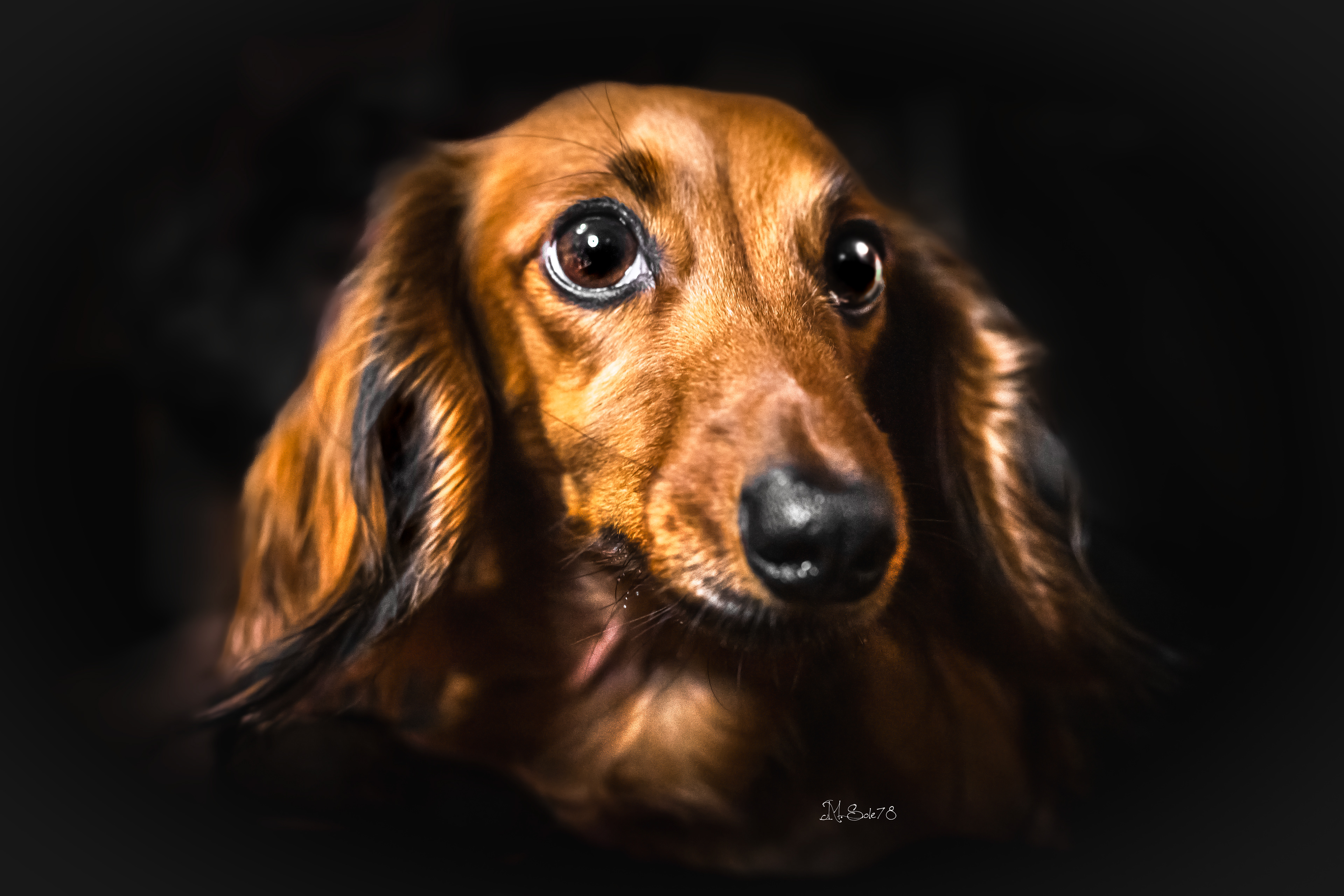 la vera anima del bassotto