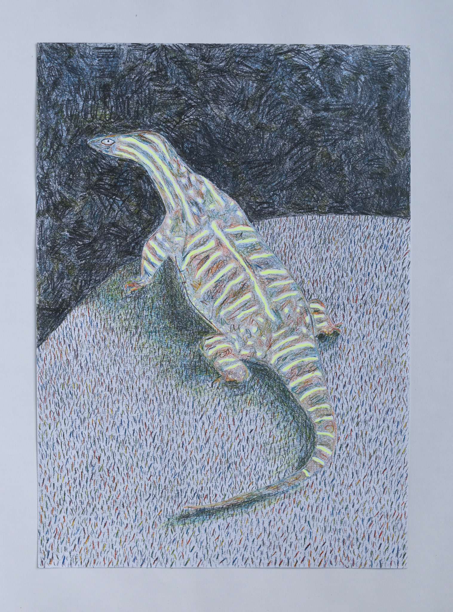 Go On, Goanna (2024) Graphite and pencil on paper