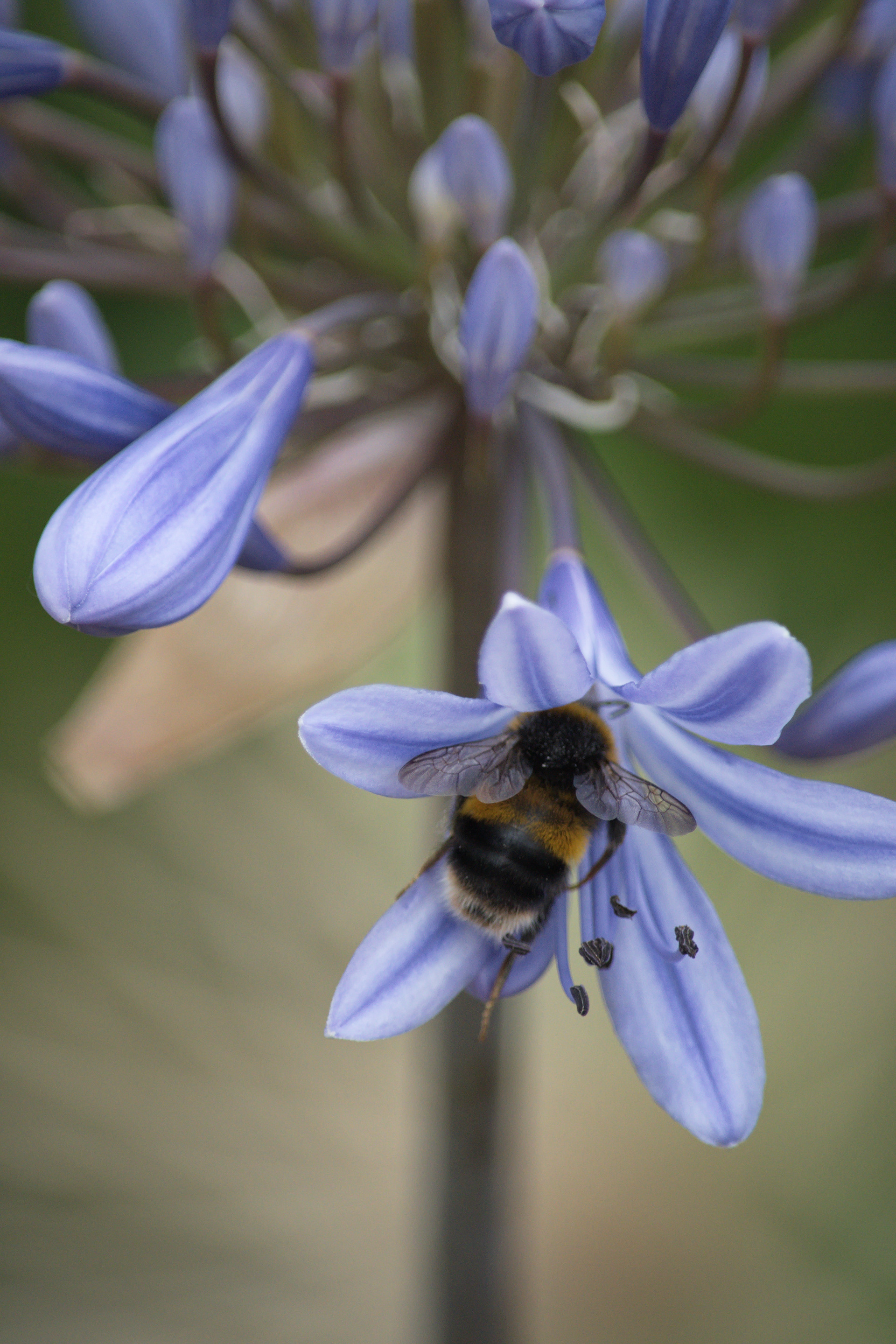 Among the Blue