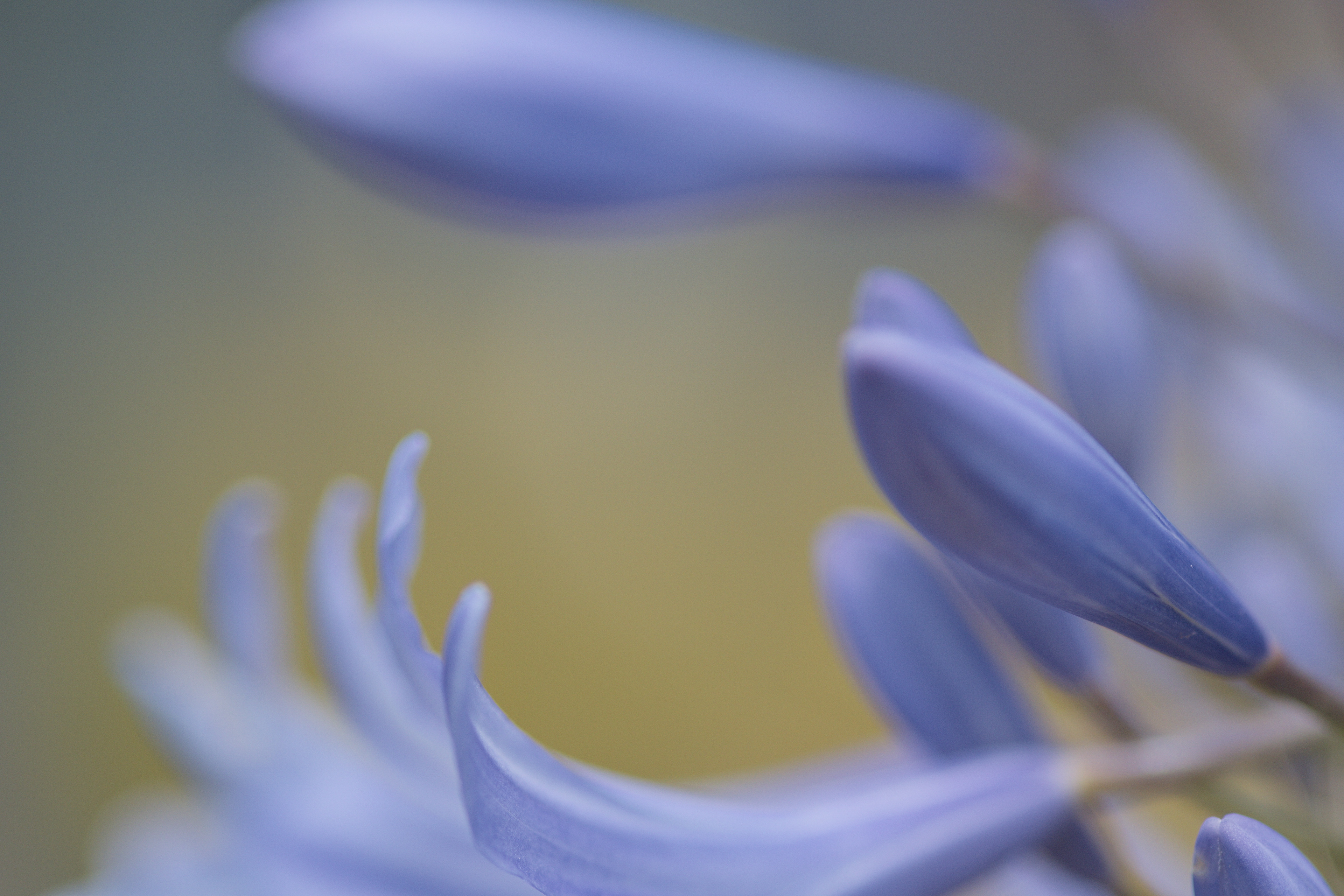 Blue haze