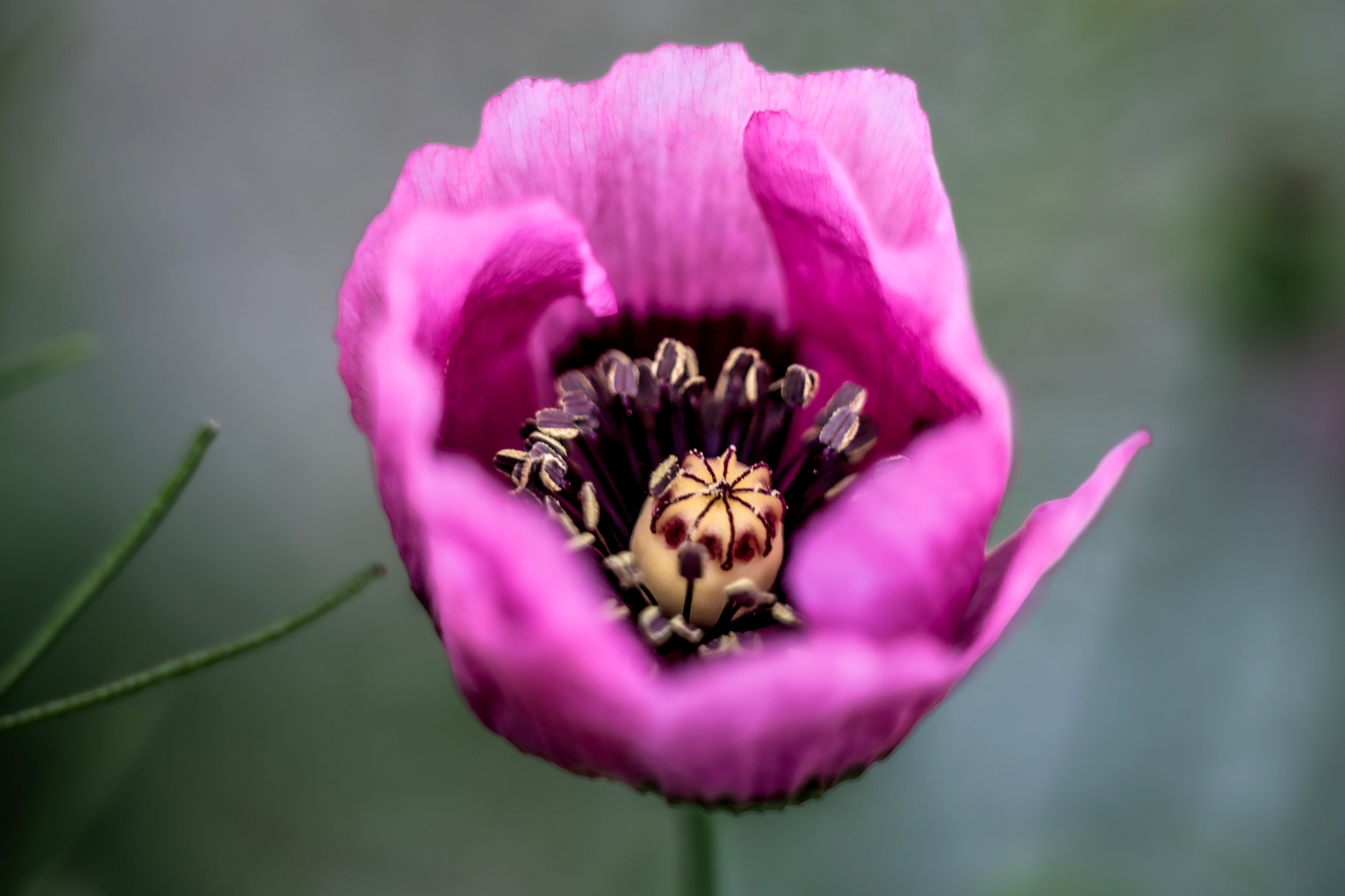 The Beauty Within