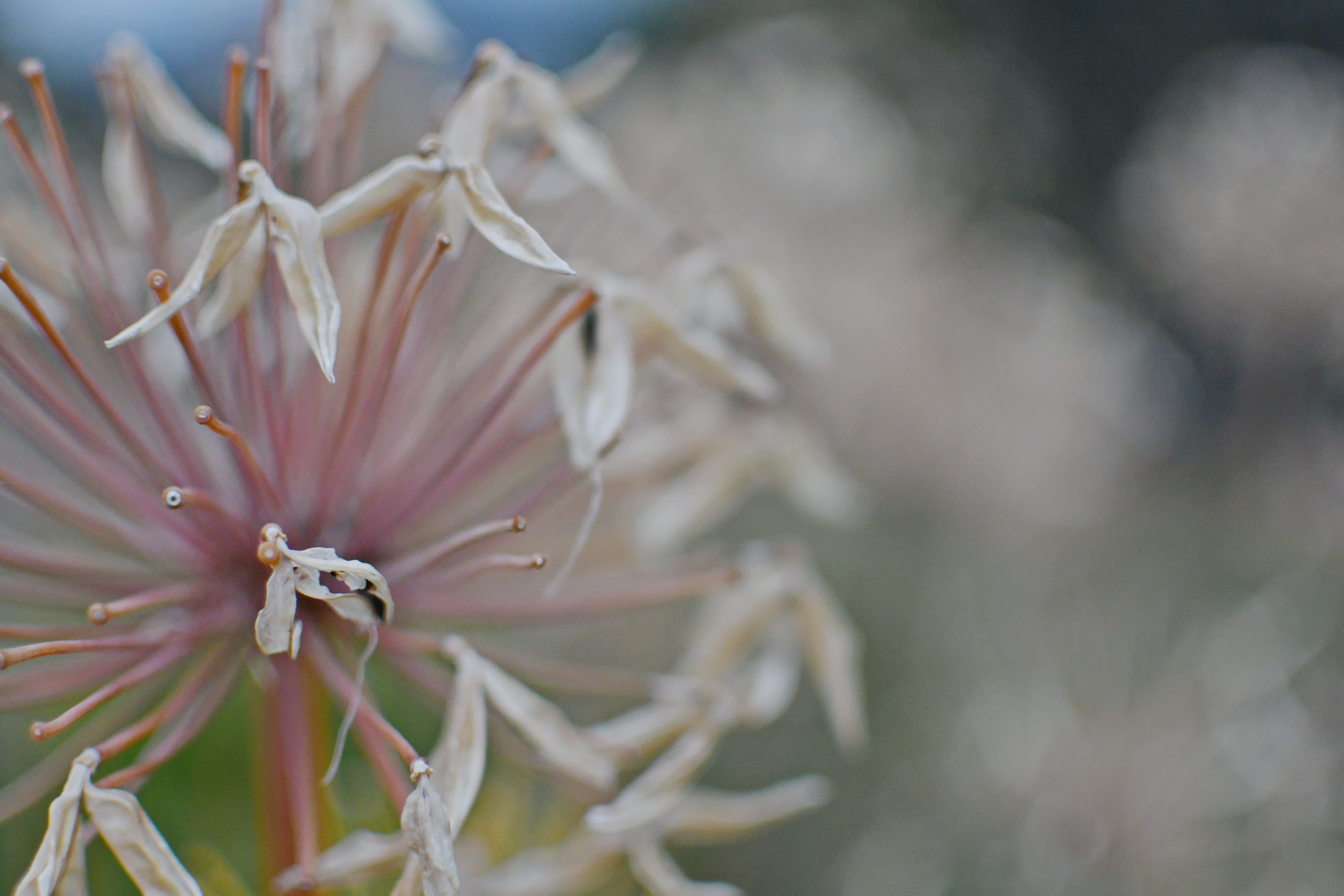 After the Bloom